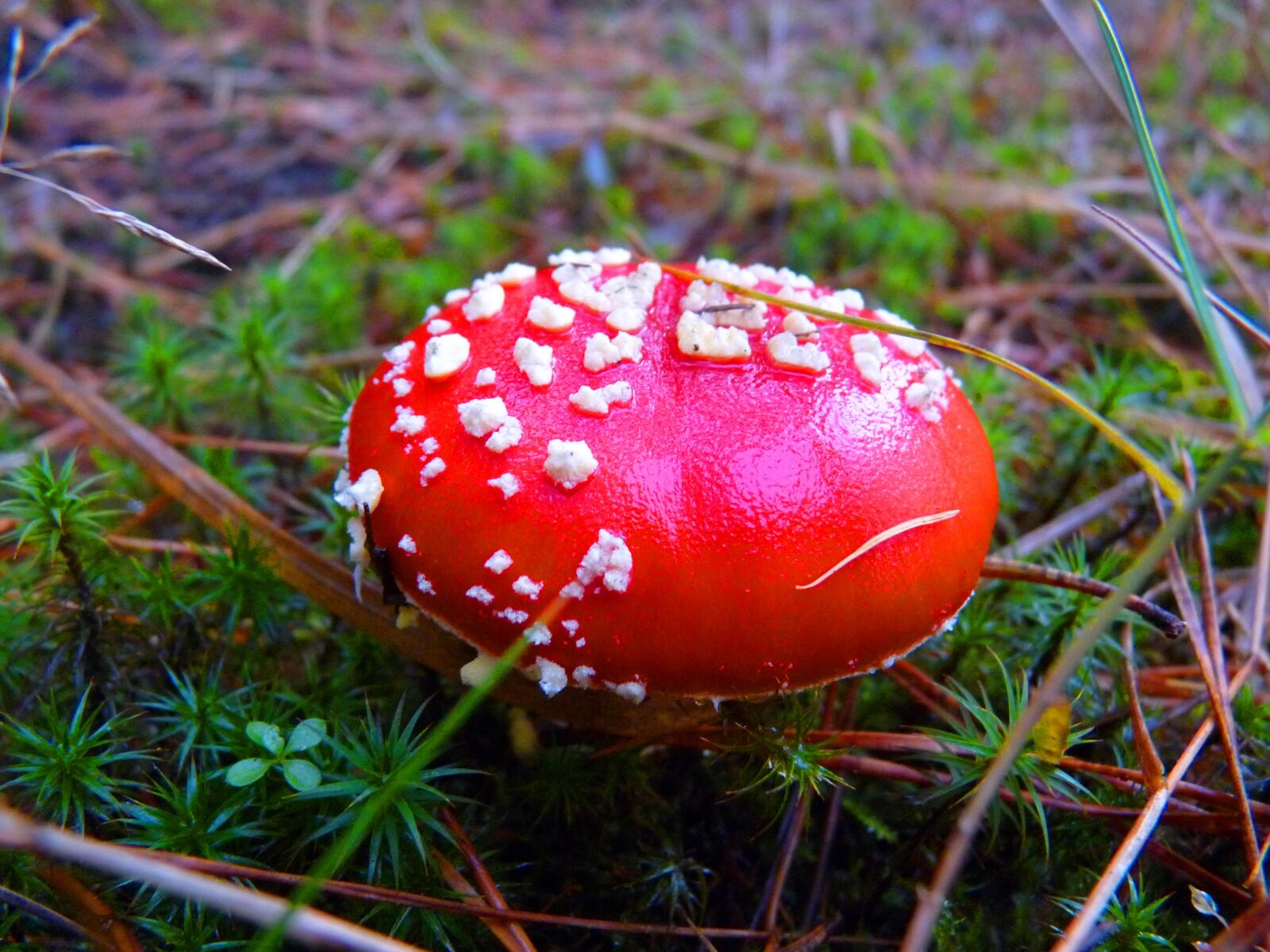 Panasonic Lumix DMC-FZ28 sample photo. Forest, mushroom, fly agaric photography