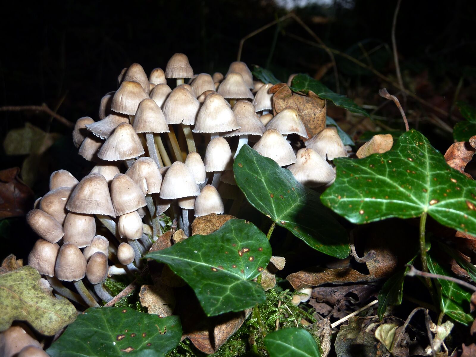 Panasonic DMC-TZ7 sample photo. Mushrooms, nature, forest photography