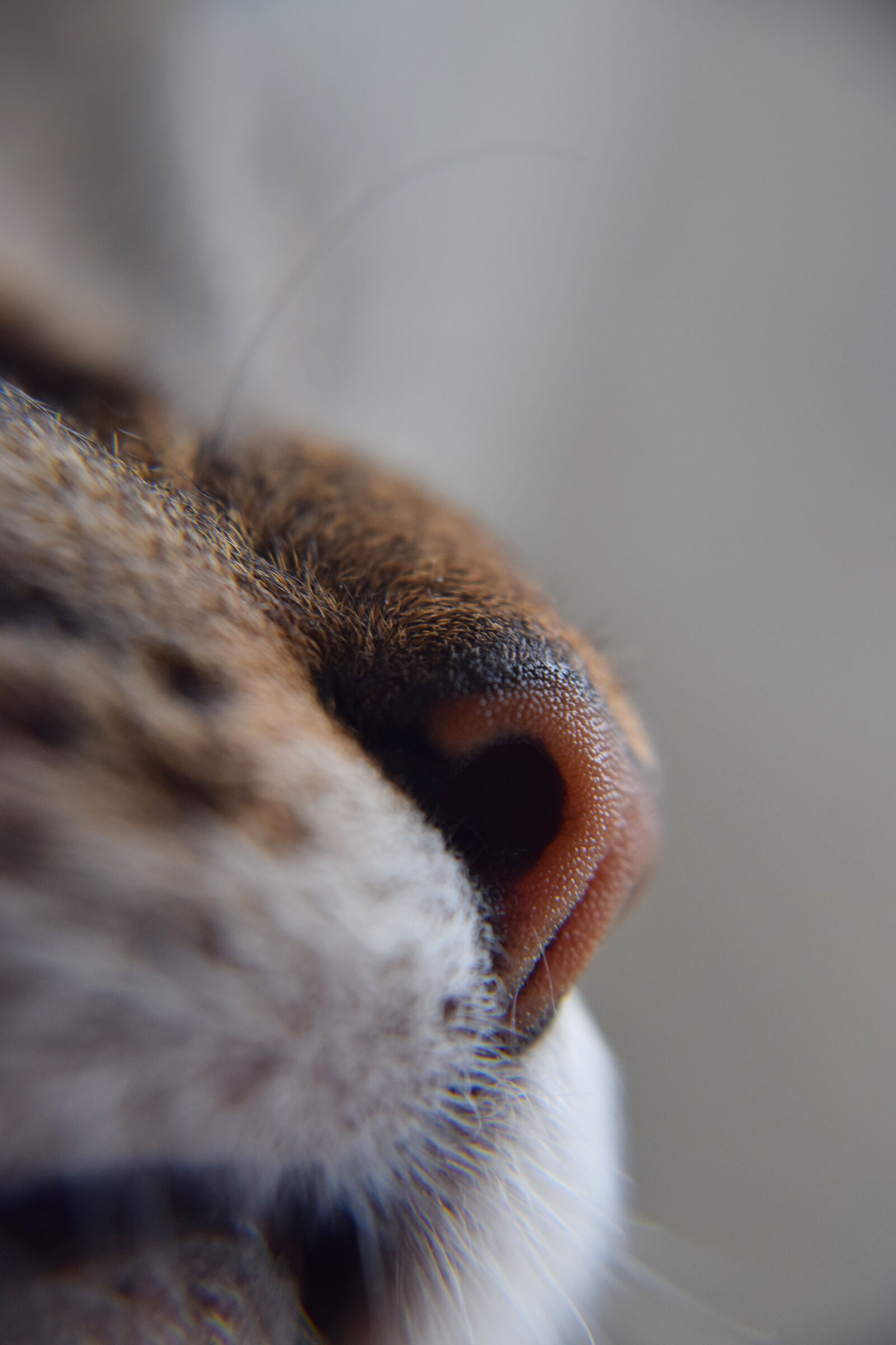 Nikon D3300 sample photo. Animal, cat, cats, nose photography