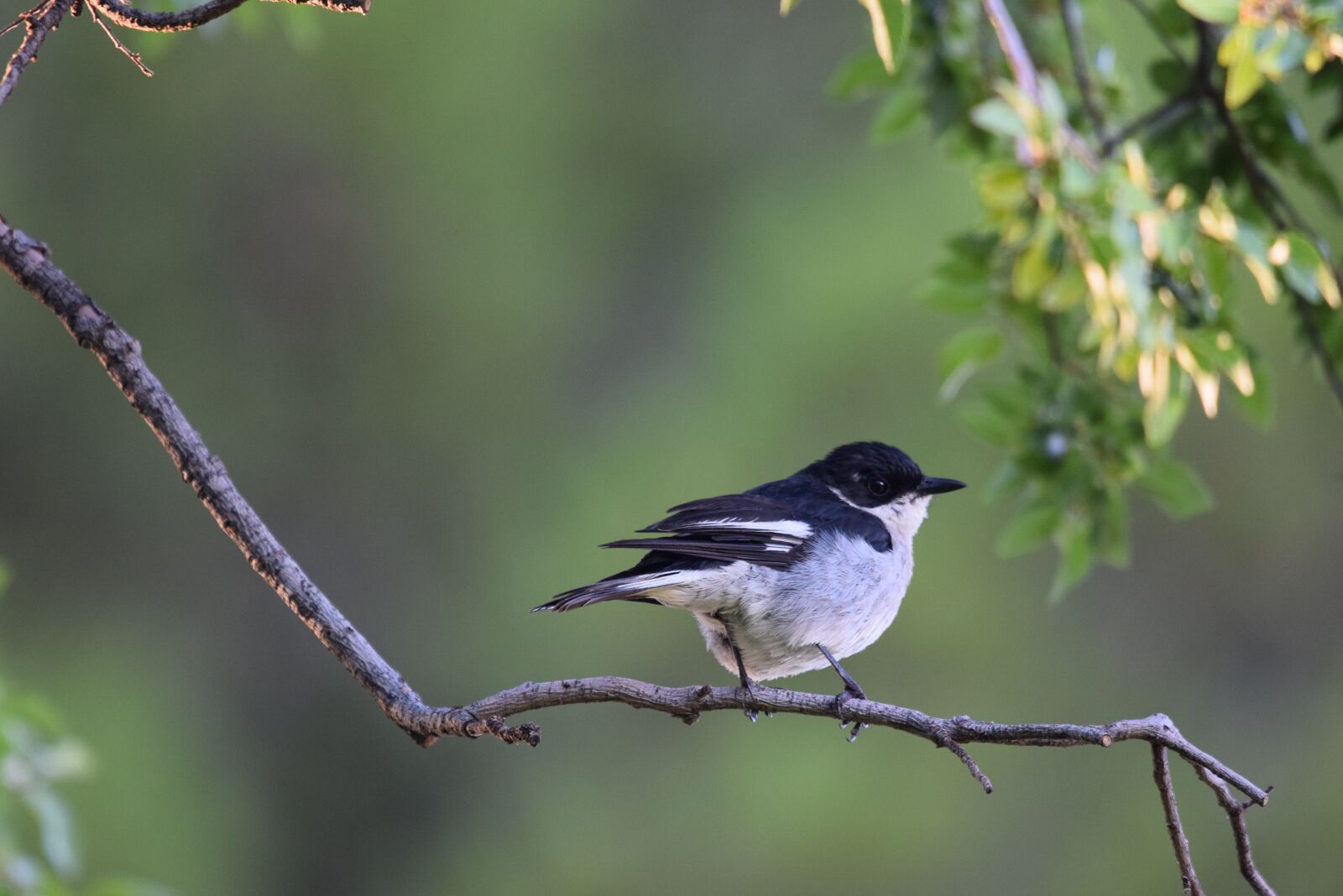 Nikon D5300 sample photo. Bird, feathers, animal photography