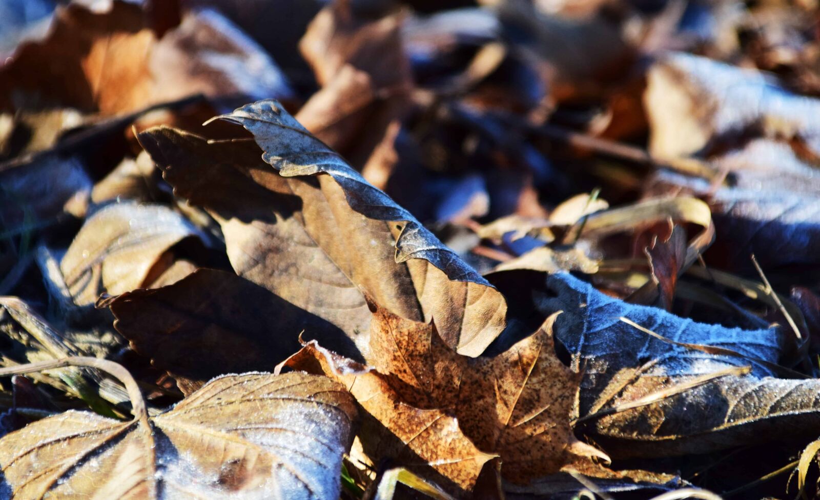 Nikon D3300 sample photo. Dry, forest, leaf, nature photography