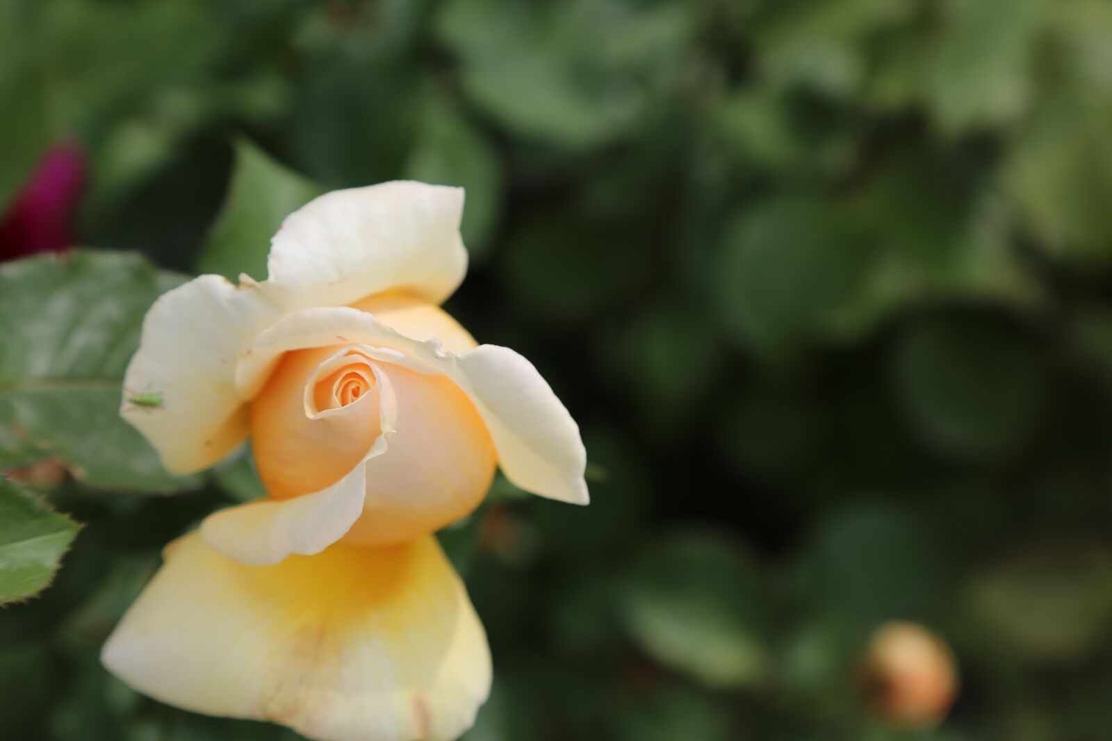 Canon EF 24-105mm F4L IS USM sample photo. Rose, flower, garcia photography
