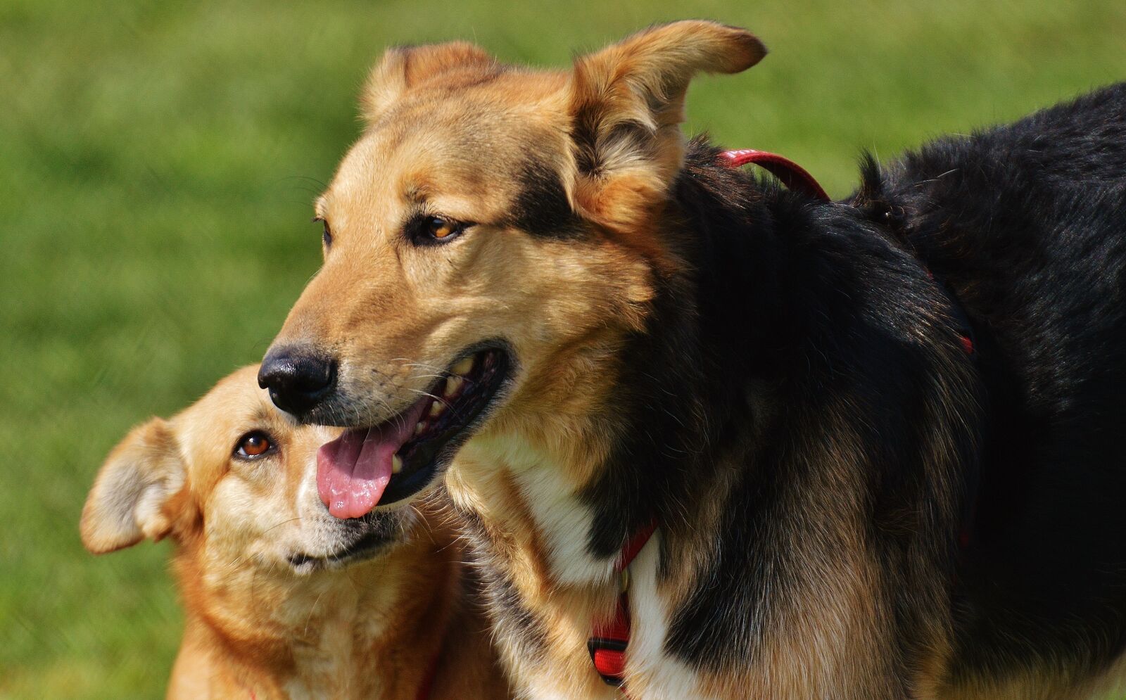 Nikon D3200 sample photo. Dogs, fur, animal photography