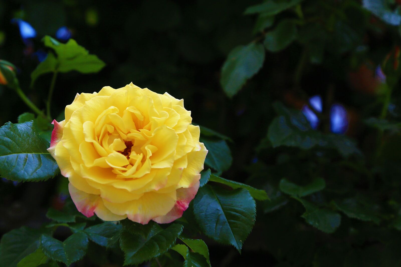 Canon EOS 5D Mark III sample photo. Rose, spring, beautiful photography