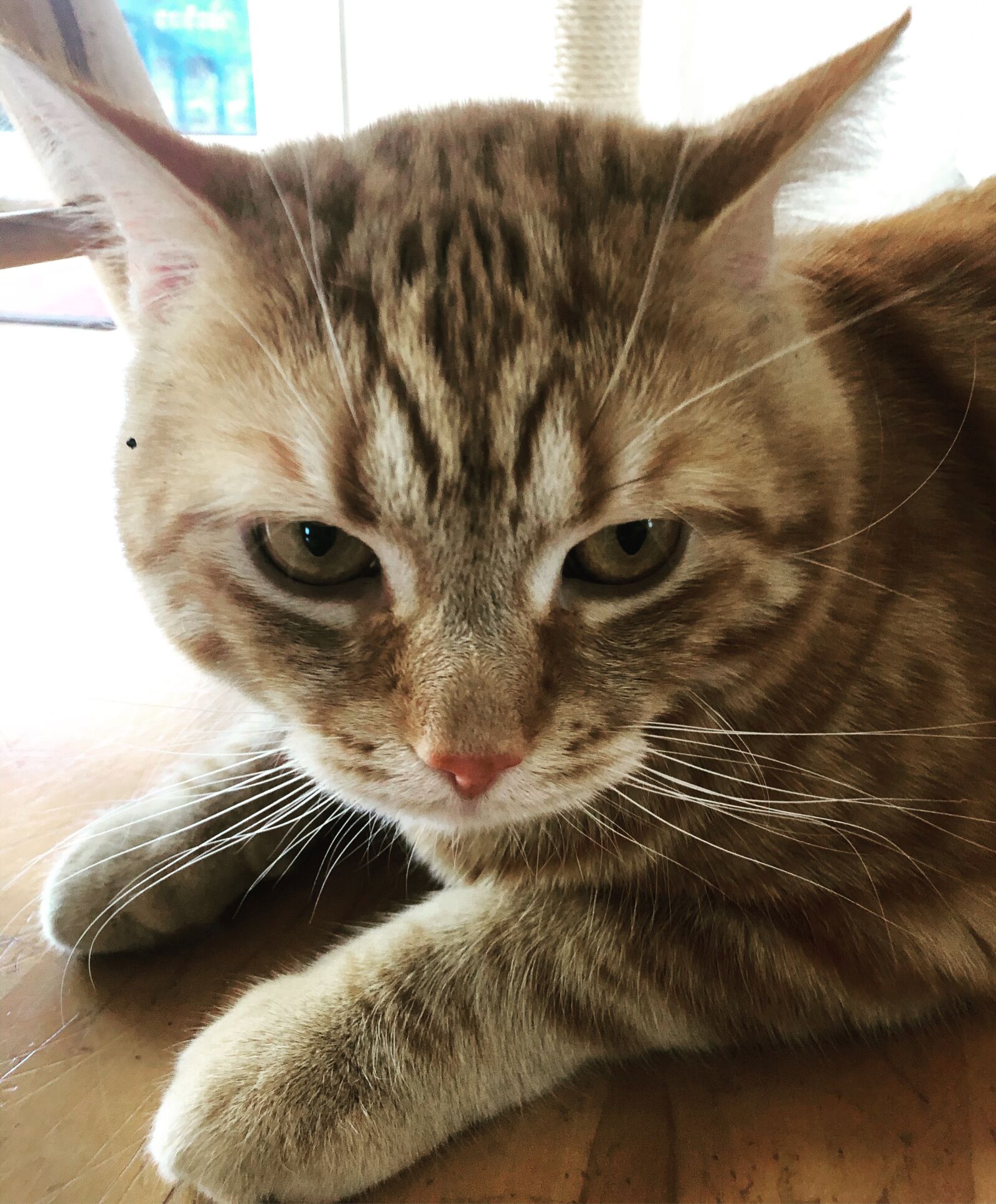 iPhone 8 back camera 3.99mm f/1.8 sample photo. Cat, kitten, gustaf photography