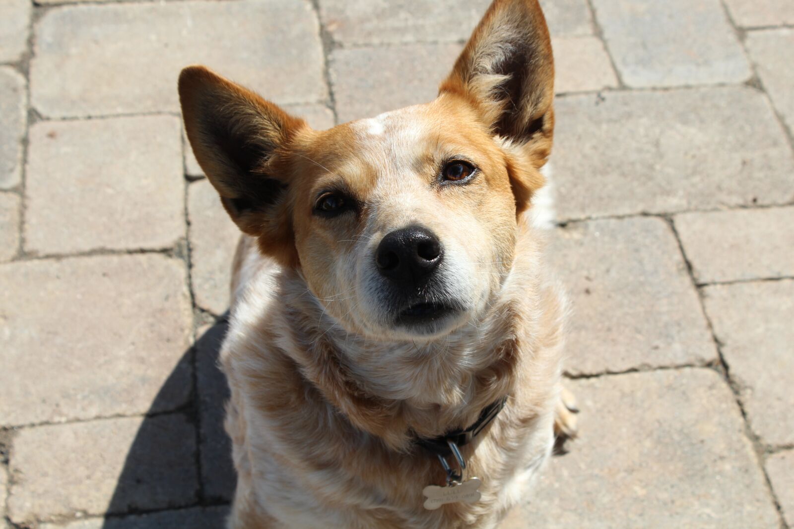 Canon EOS 1300D (EOS Rebel T6 / EOS Kiss X80) sample photo. Dog, corgi, red heeler photography