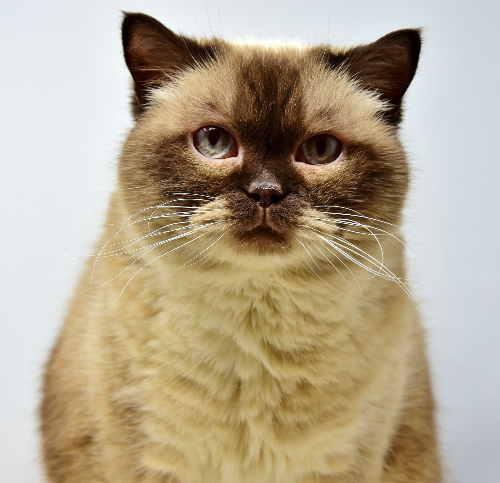 Nikon D7200 sample photo. Cat, pet, mieze photography