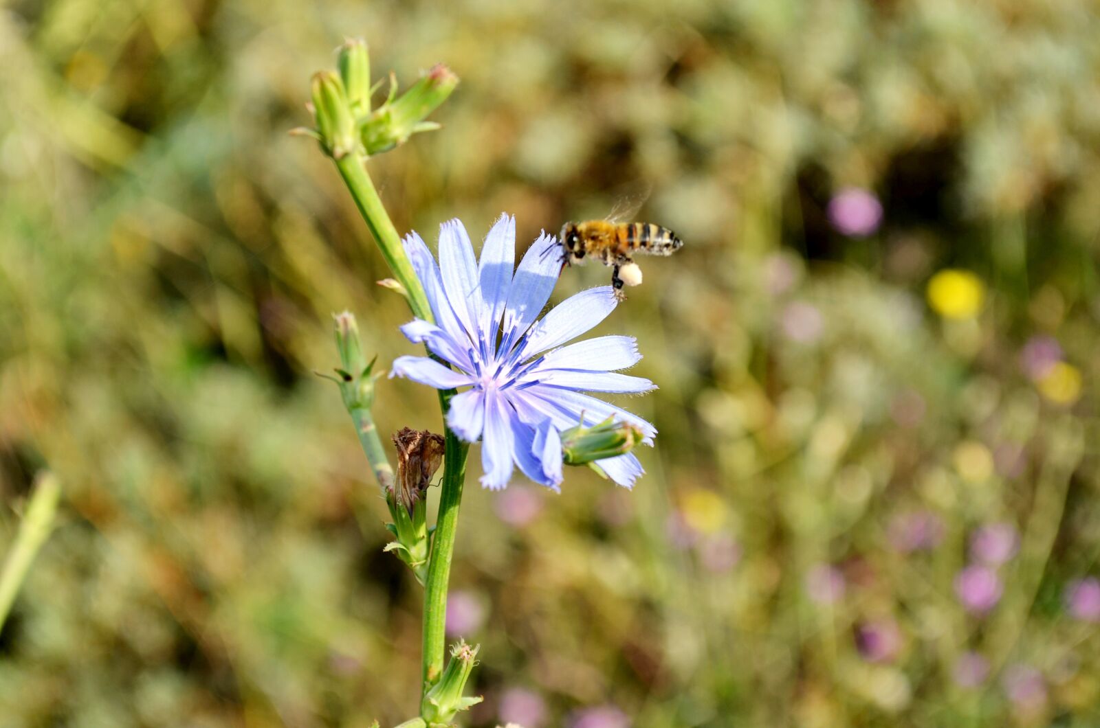 Nikon D5100 sample photo. Flower, nature, macro photography
