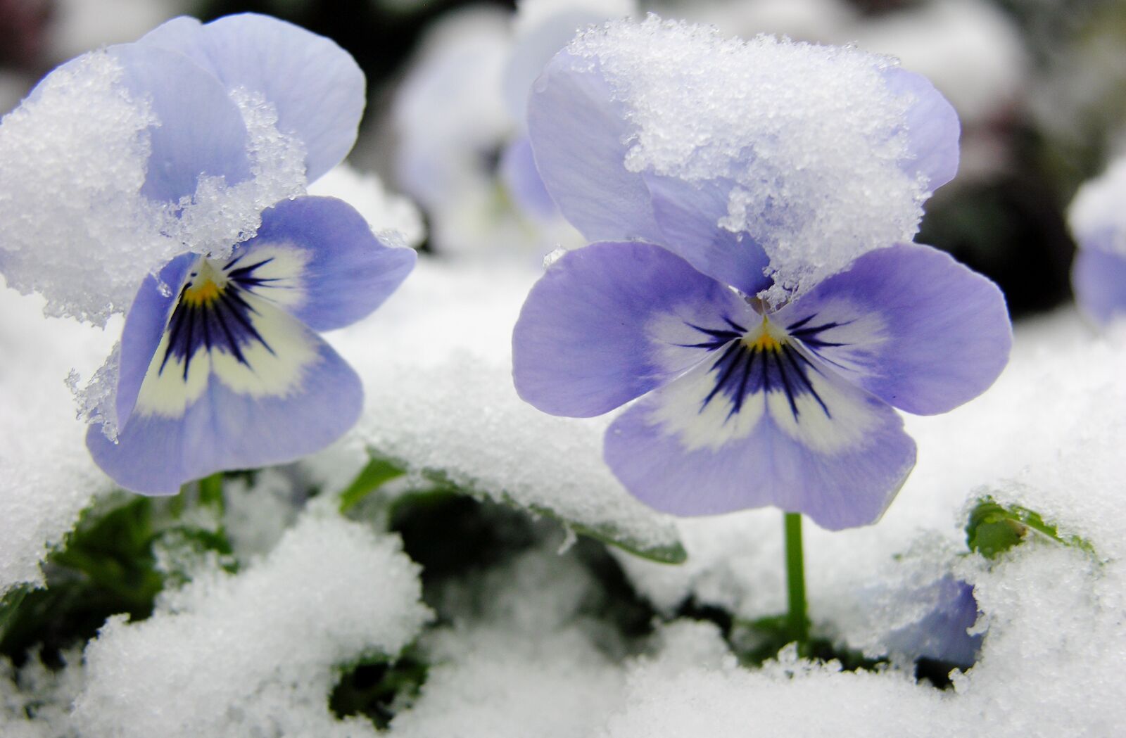 Nikon E8700 sample photo. Snow, flower, violets photography