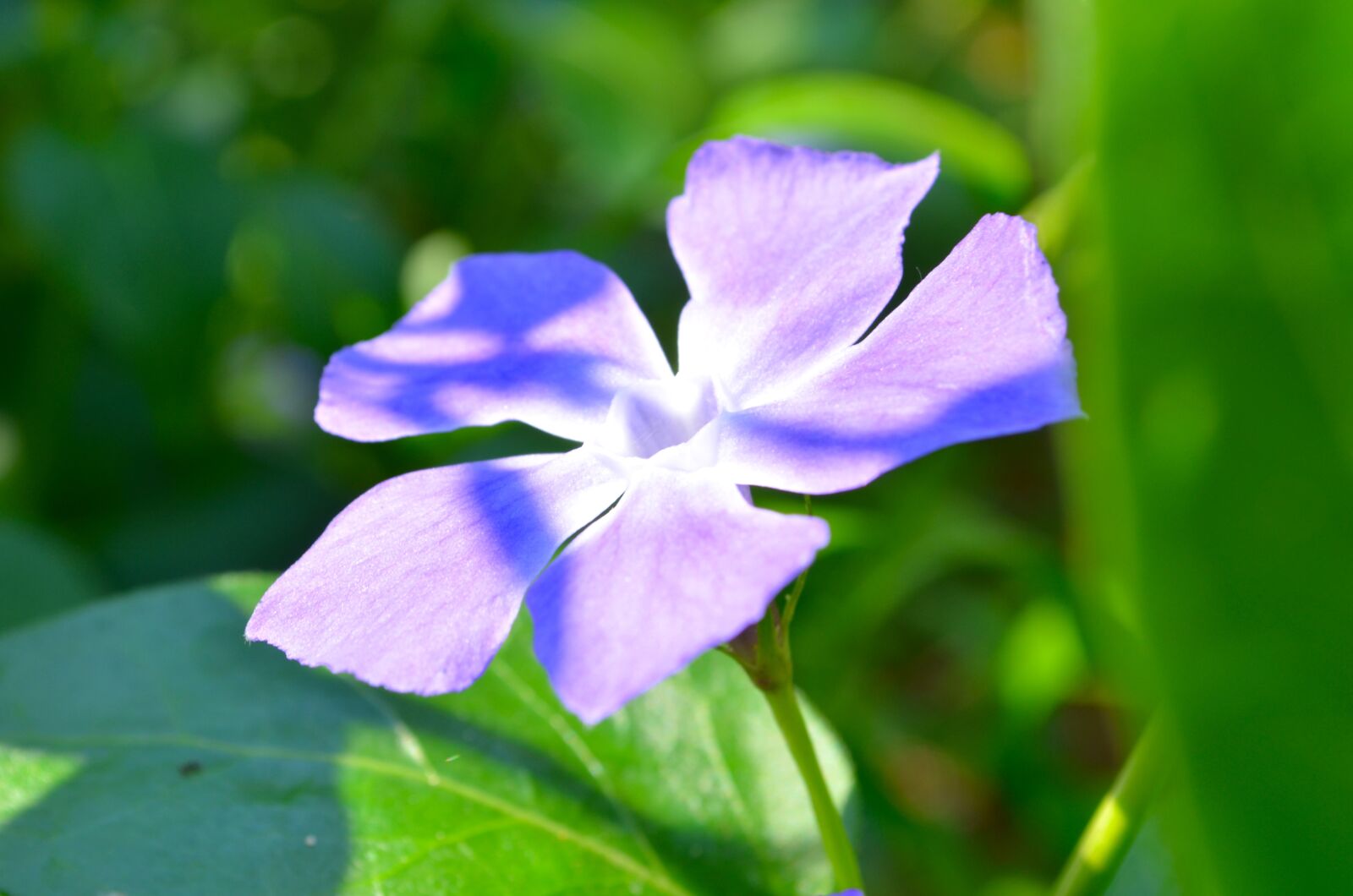 Nikon D5100 sample photo. Win, flower, macro photography