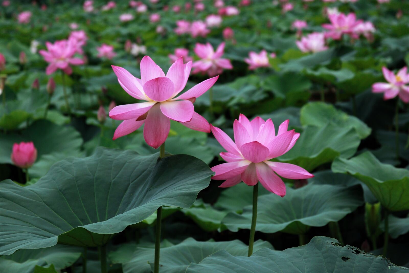 Canon EOS 5D Mark II sample photo. Lotus, nature, pond photography