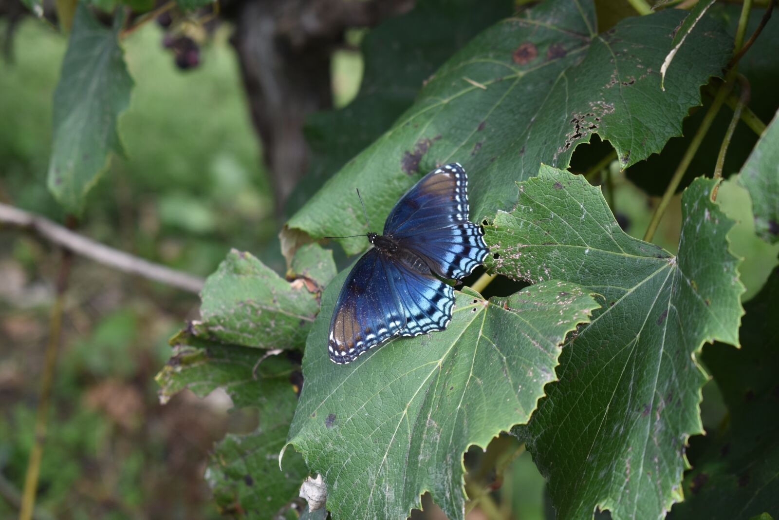 Nikon D3400 sample photo. Blue butterfly, grape leaf photography
