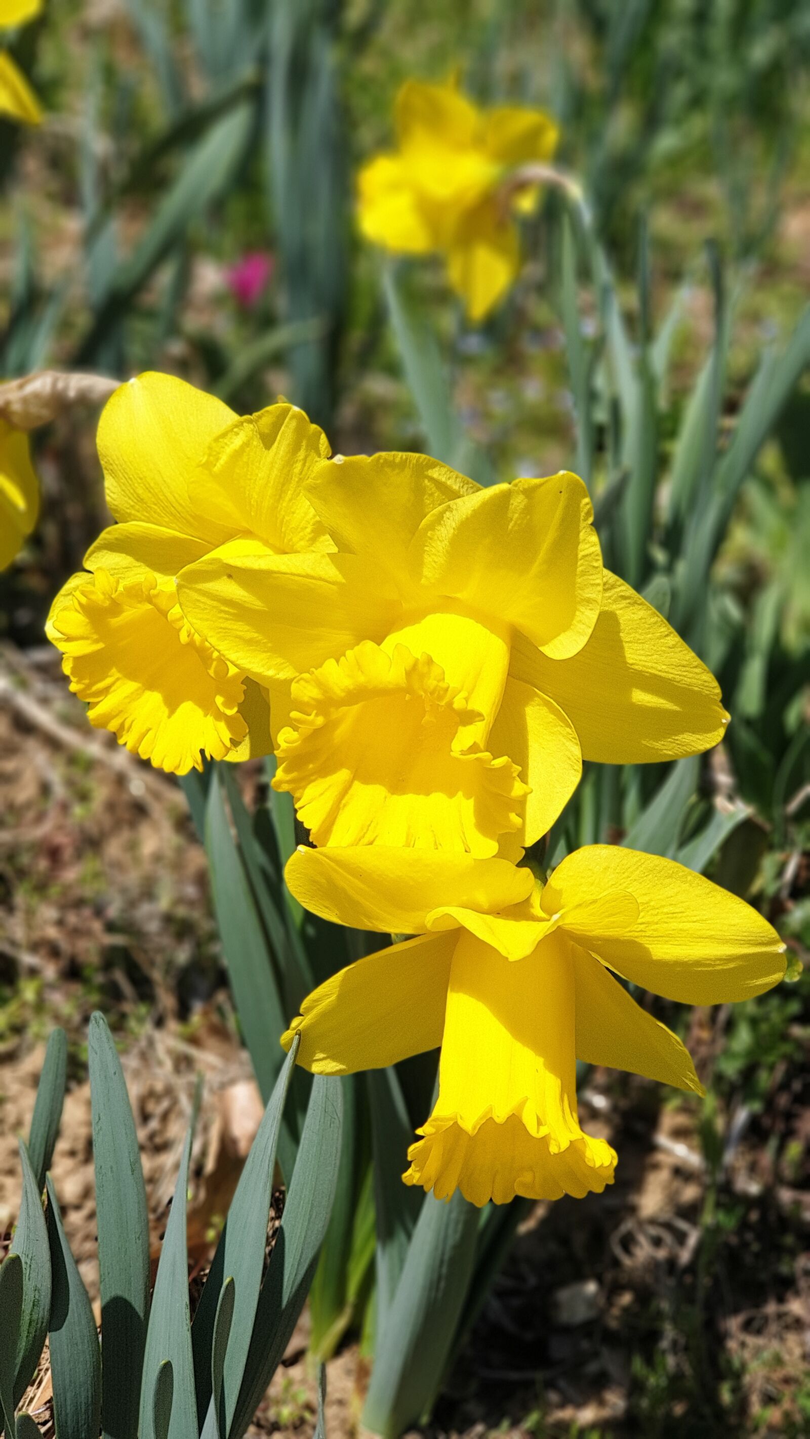 Samsung Galaxy Note9 sample photo. 수선화, 어린이 대공원, 노랑꽃 photography