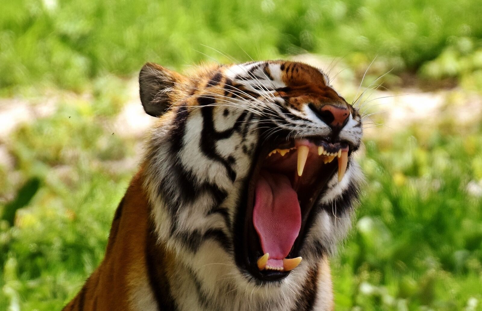 Nikon D7200 sample photo. Tiger, predator, fur photography