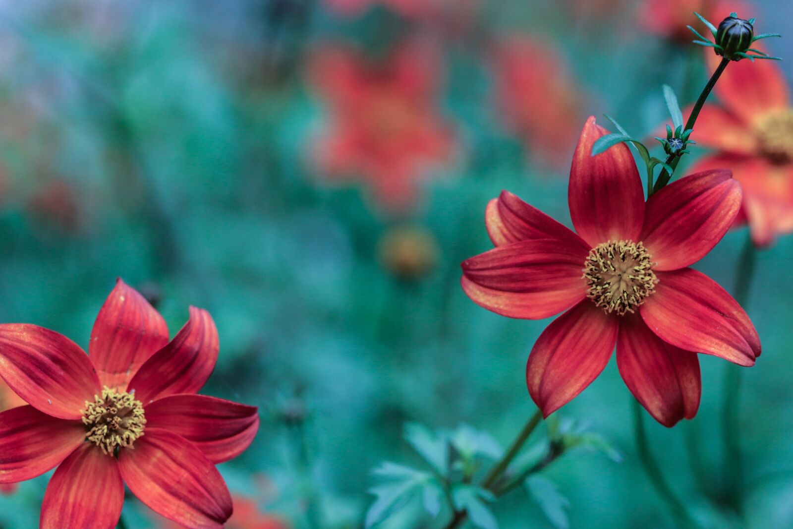 Canon EOS 7D Mark II sample photo. Flower, garden flower, blossom photography