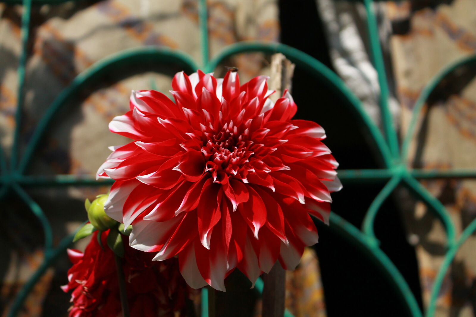 Canon EOS 1100D (EOS Rebel T3 / EOS Kiss X50) sample photo. Beautiful, flowers photography
