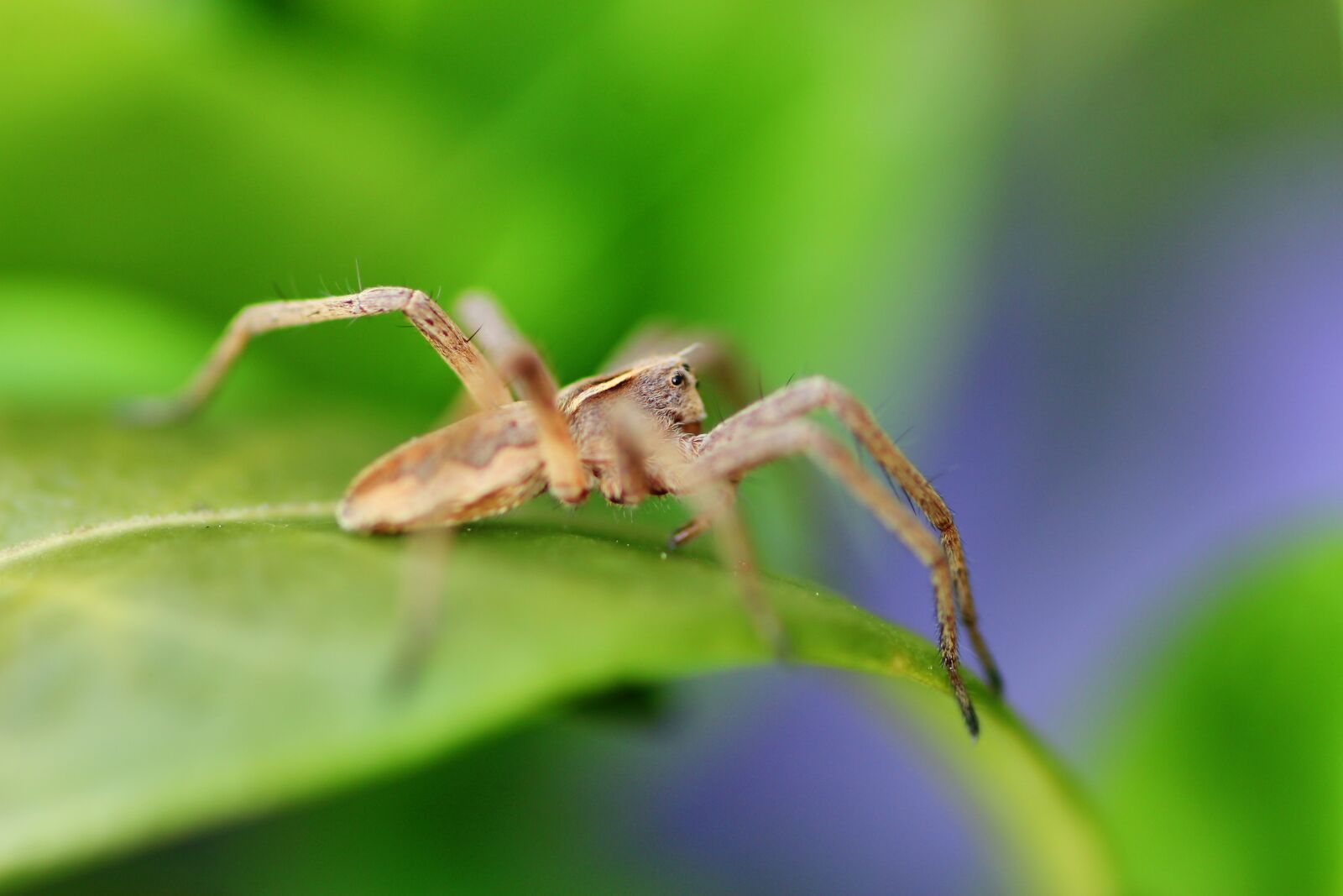 Tamron SP 90mm F2.8 Di VC USD 1:1 Macro sample photo. Spider, small, eyes photography