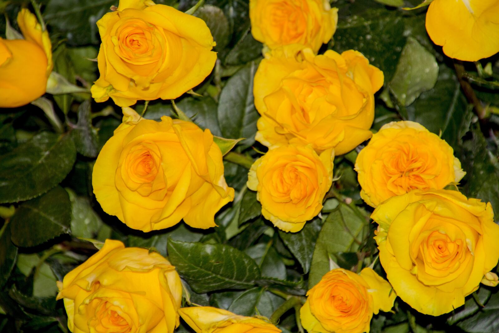 Canon EOS 700D (EOS Rebel T5i / EOS Kiss X7i) sample photo. Nature, seed, tree photography