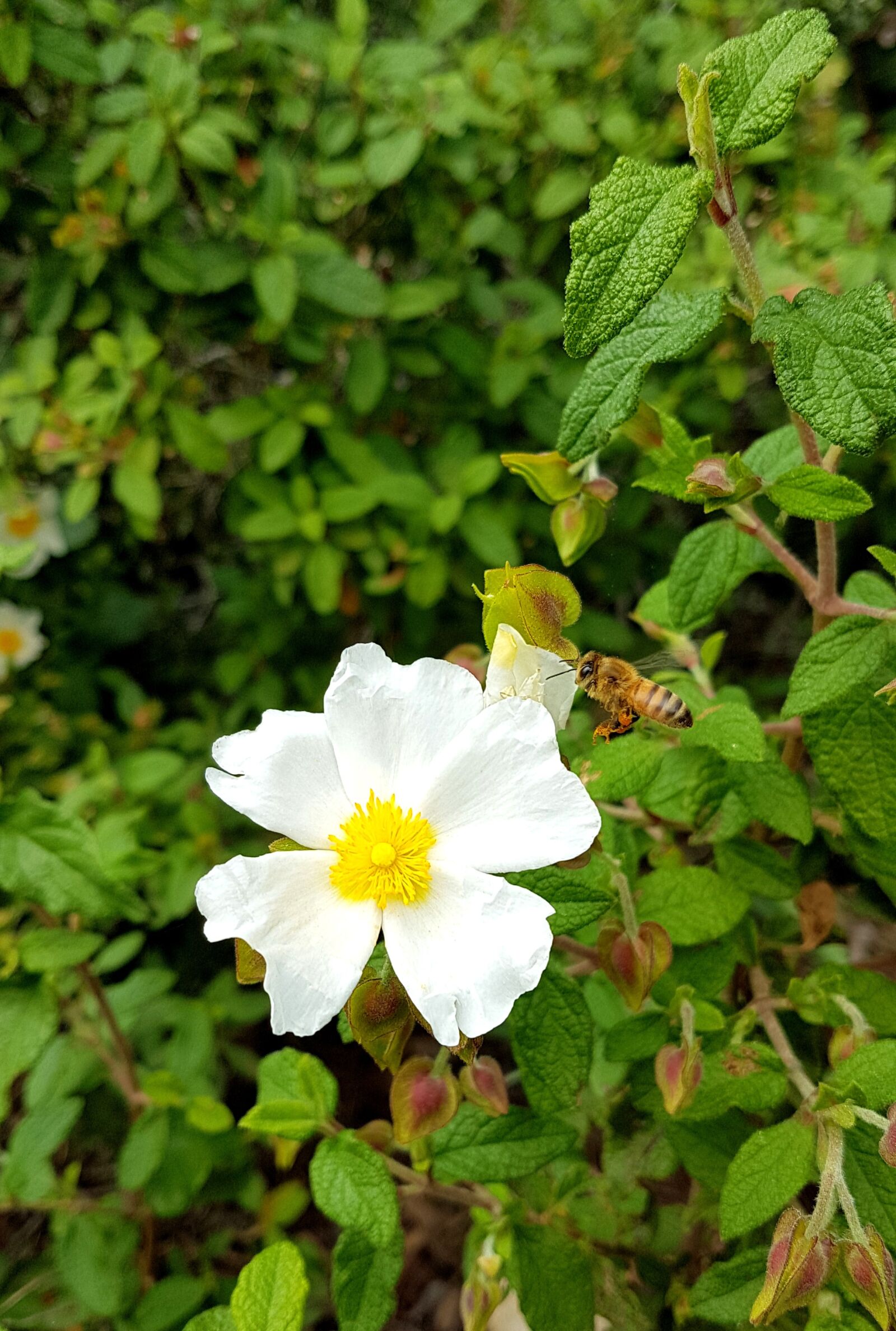 Samsung Galaxy S7 Edge sample photo. Flower, white, nature photography