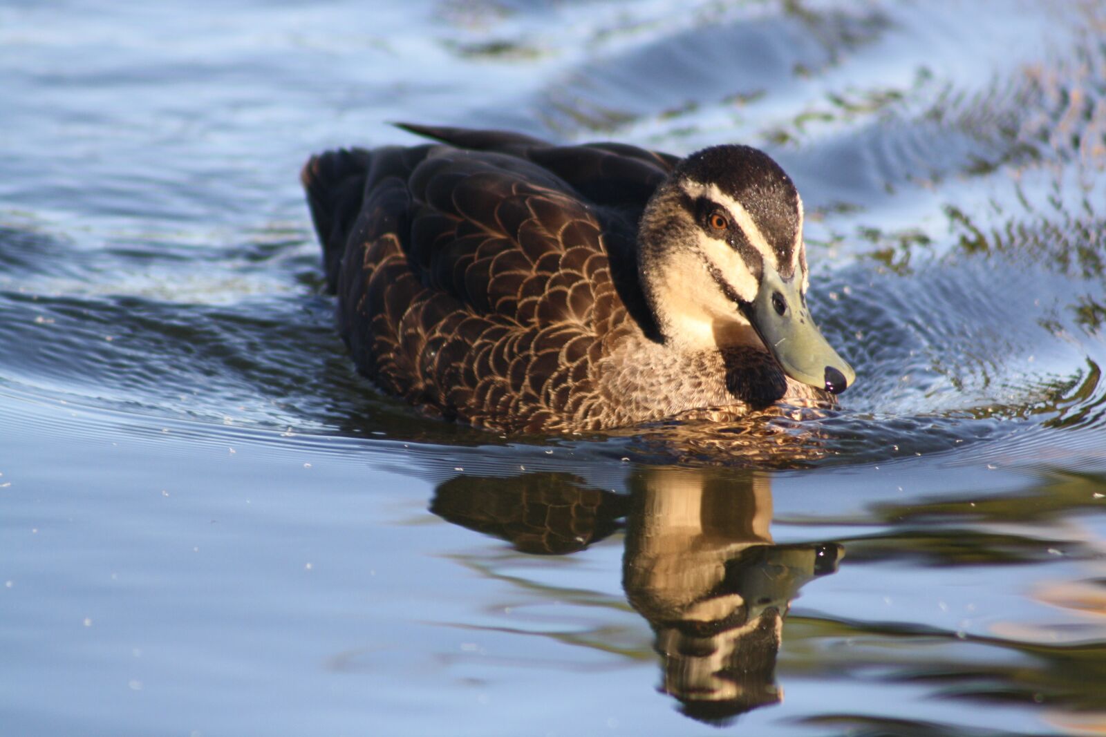 Canon EOS 1000D (EOS Digital Rebel XS / EOS Kiss F) sample photo. Duck, swimming, swim photography