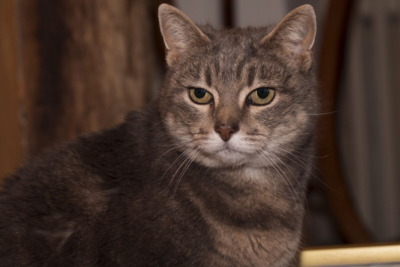 LEICA DG 12-60/F2.8-4.0 sample photo. Cat, animal, cat eyes photography