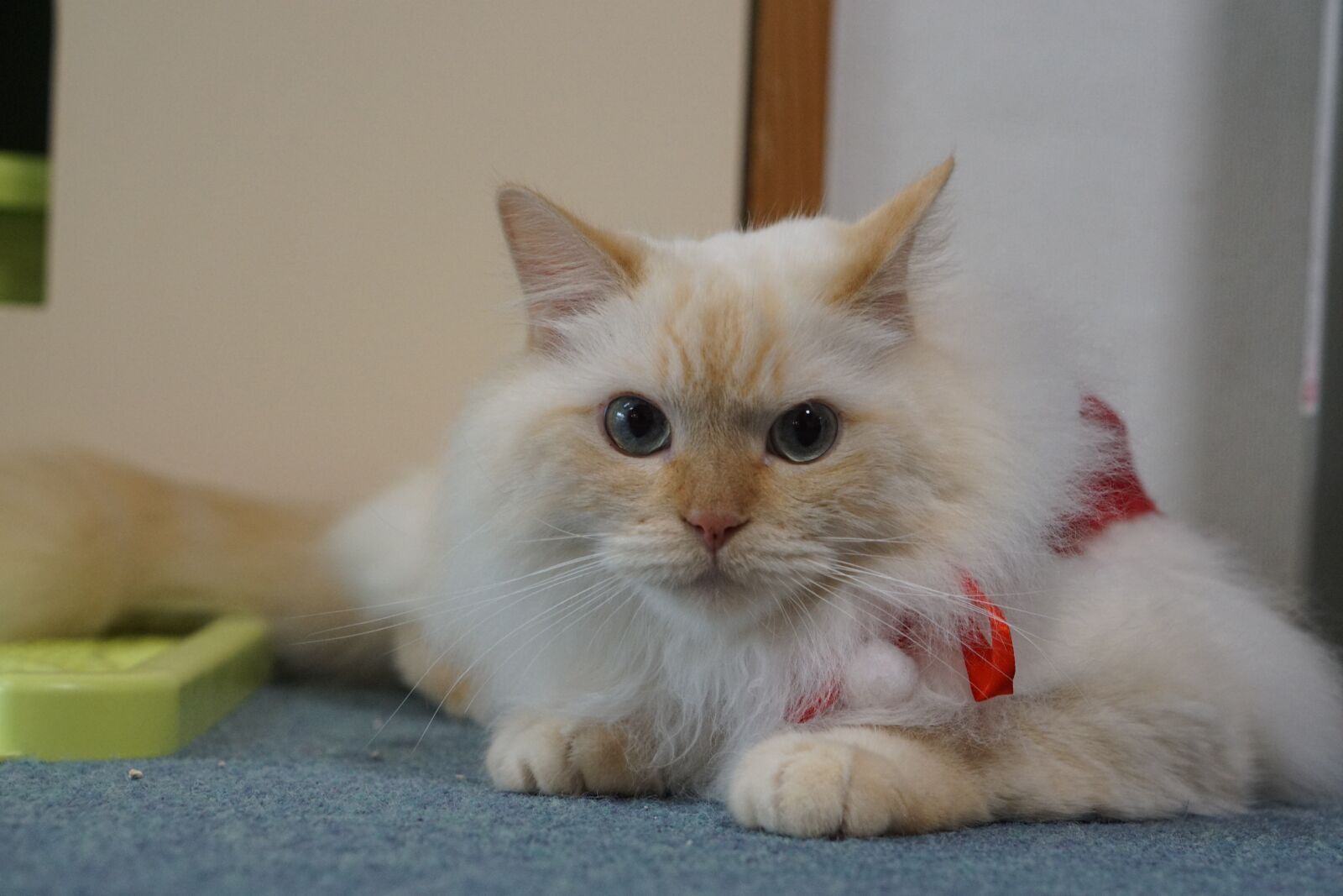 E 50mm F1.8 OSS sample photo. Cute, animal, cat photography