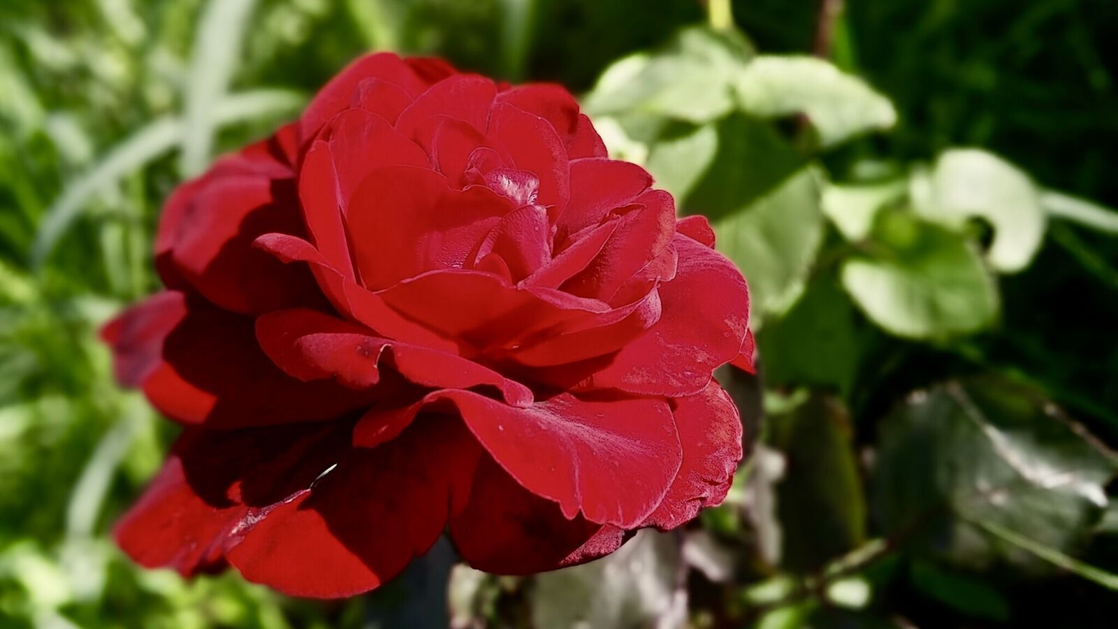 LG G3 sample photo. Rose, plant, leaf photography