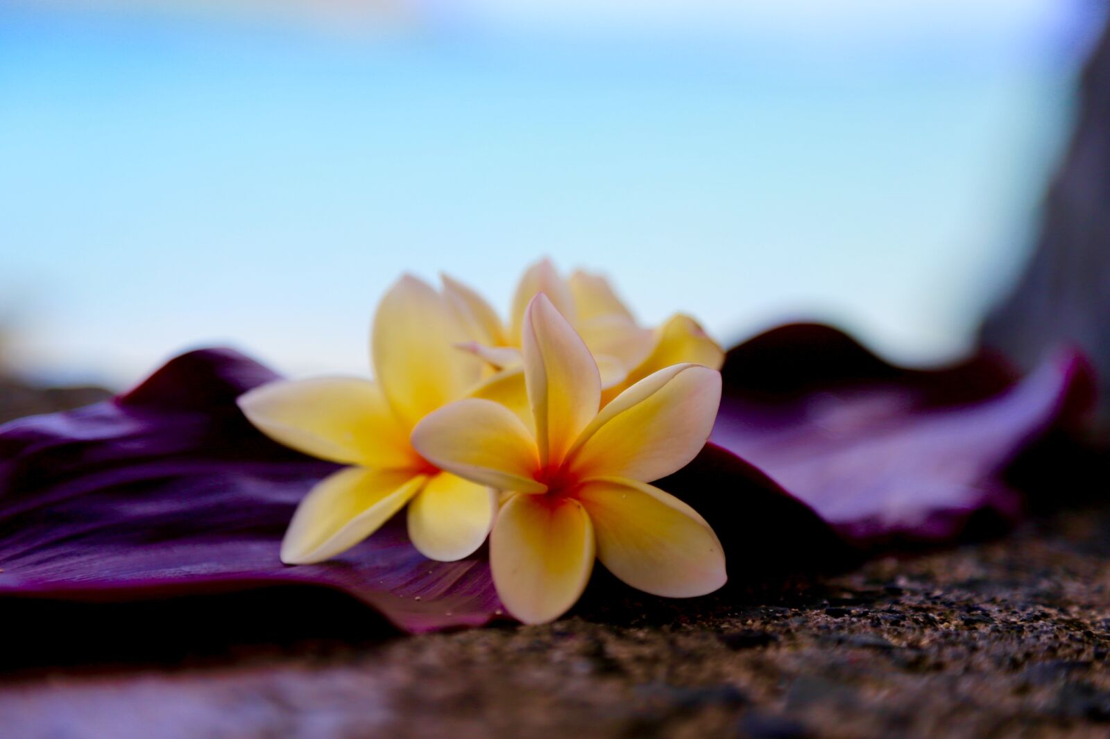Canon EOS 6D + Canon EF 24-105mm F4L IS USM sample photo. Plumeria, hawaii, flower photography