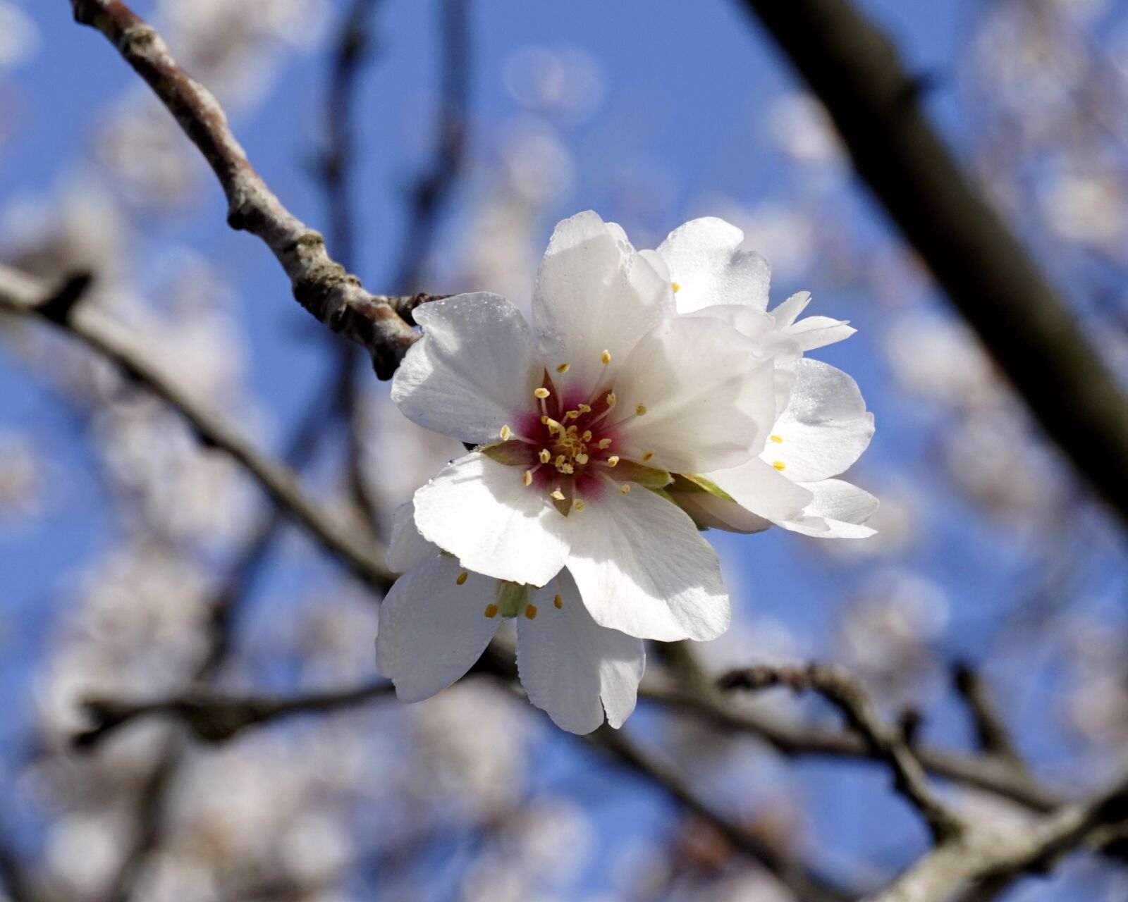 Sony a6000 sample photo. Flower, almond tree, flowering photography