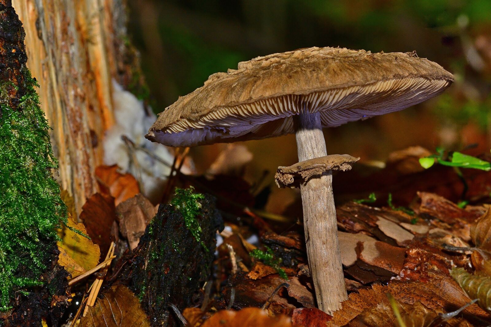 Nikon D5200 sample photo. Nature, forest, parasol photography