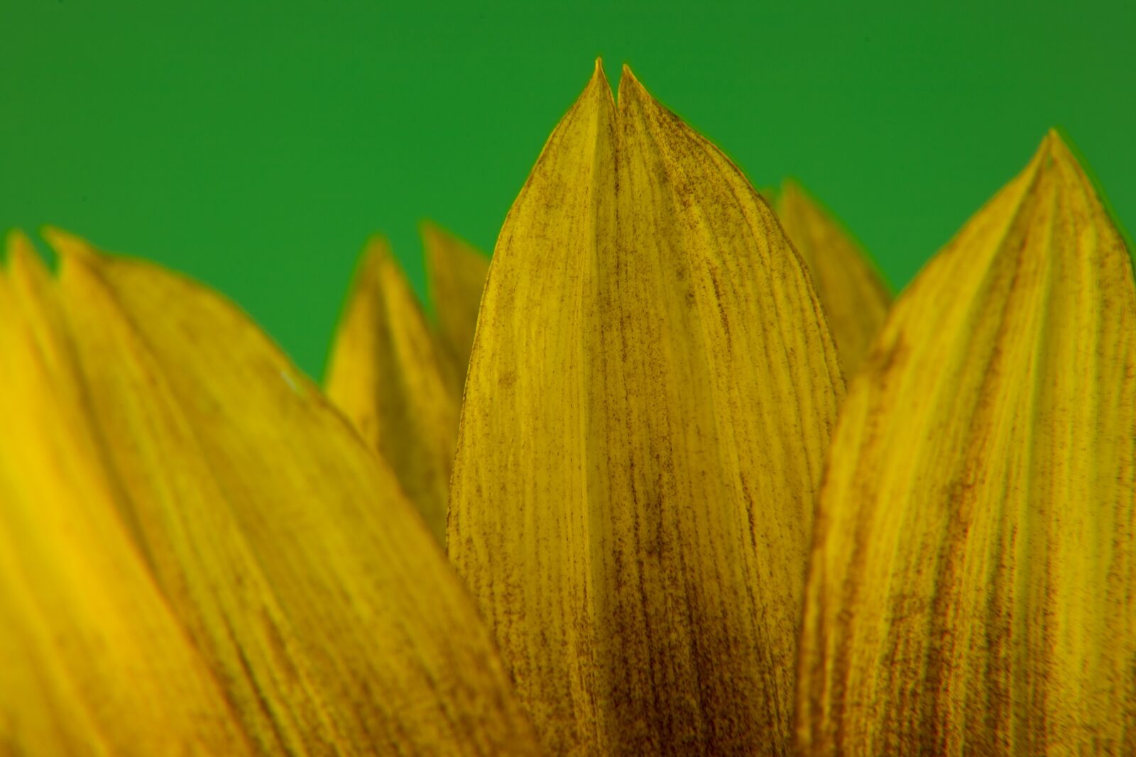 Canon EOS 5D sample photo. Sunflower, petal, bloom photography
