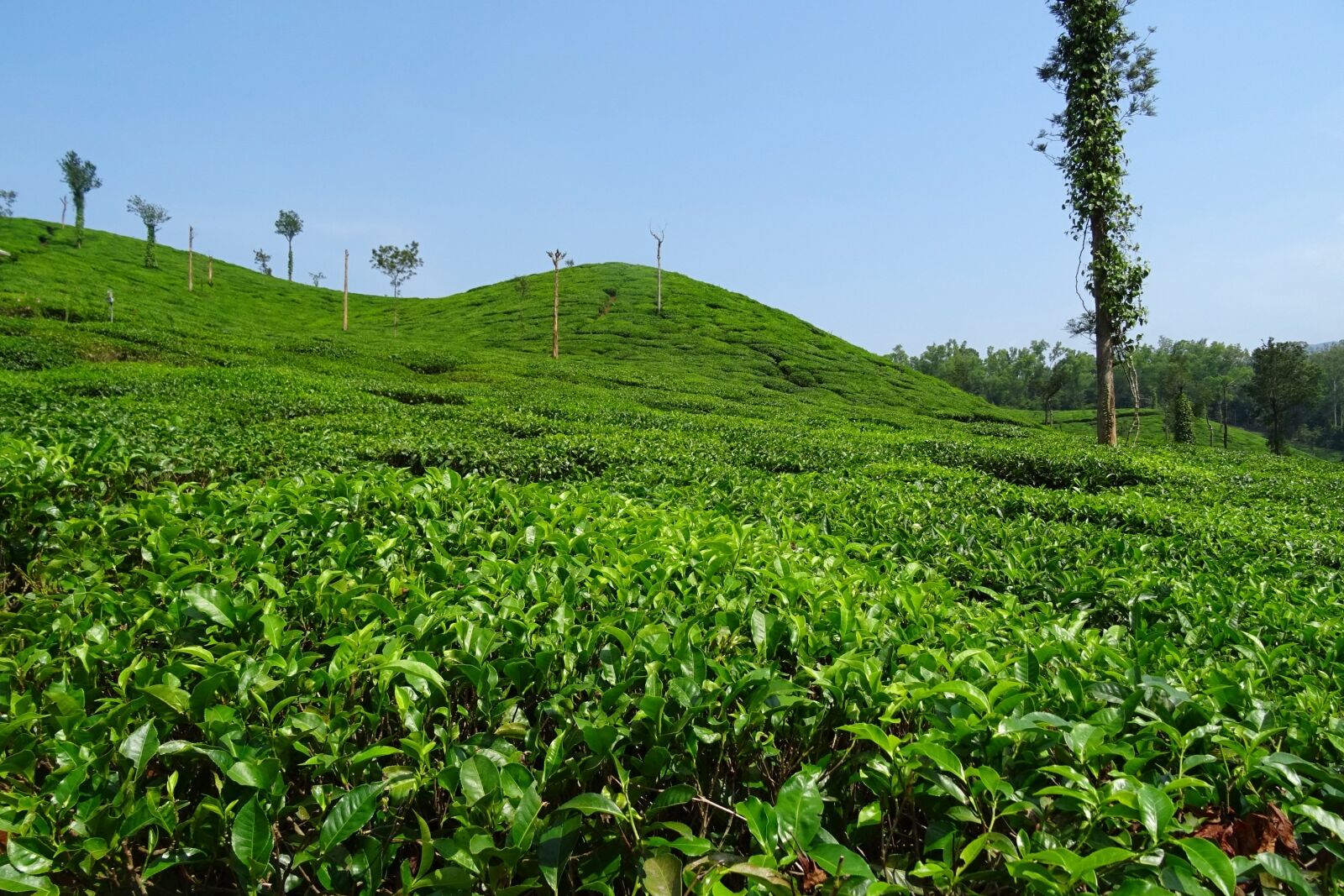 Sony DSC-HX60V sample photo. Tea garden, tea, plant photography