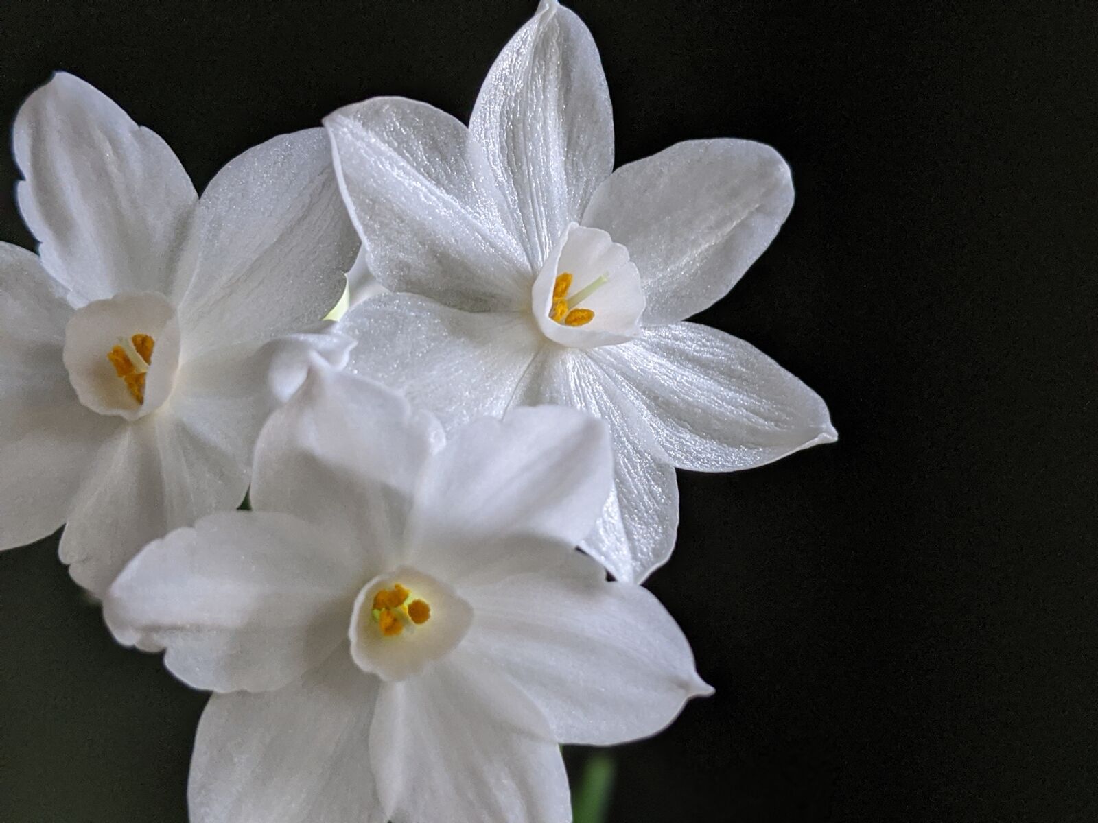 Google Pixel 3a sample photo. Easter, white, flower photography