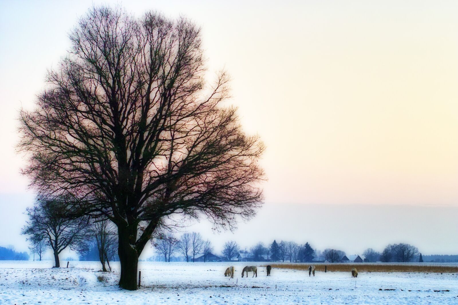 Sigma SD14 sample photo. Tree, winter, horses photography