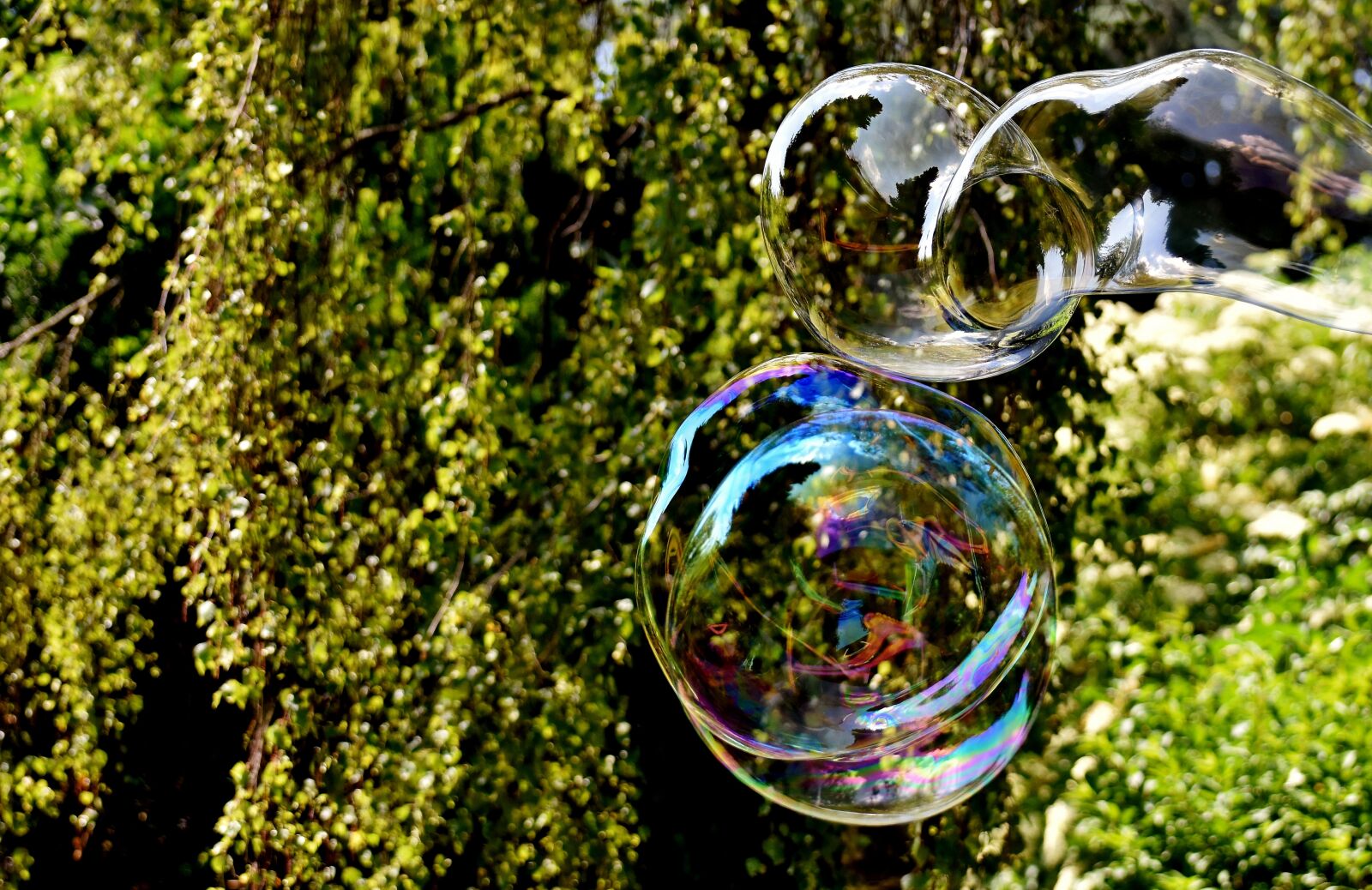 Nikon D7200 sample photo. Soap bubble, huge, large photography