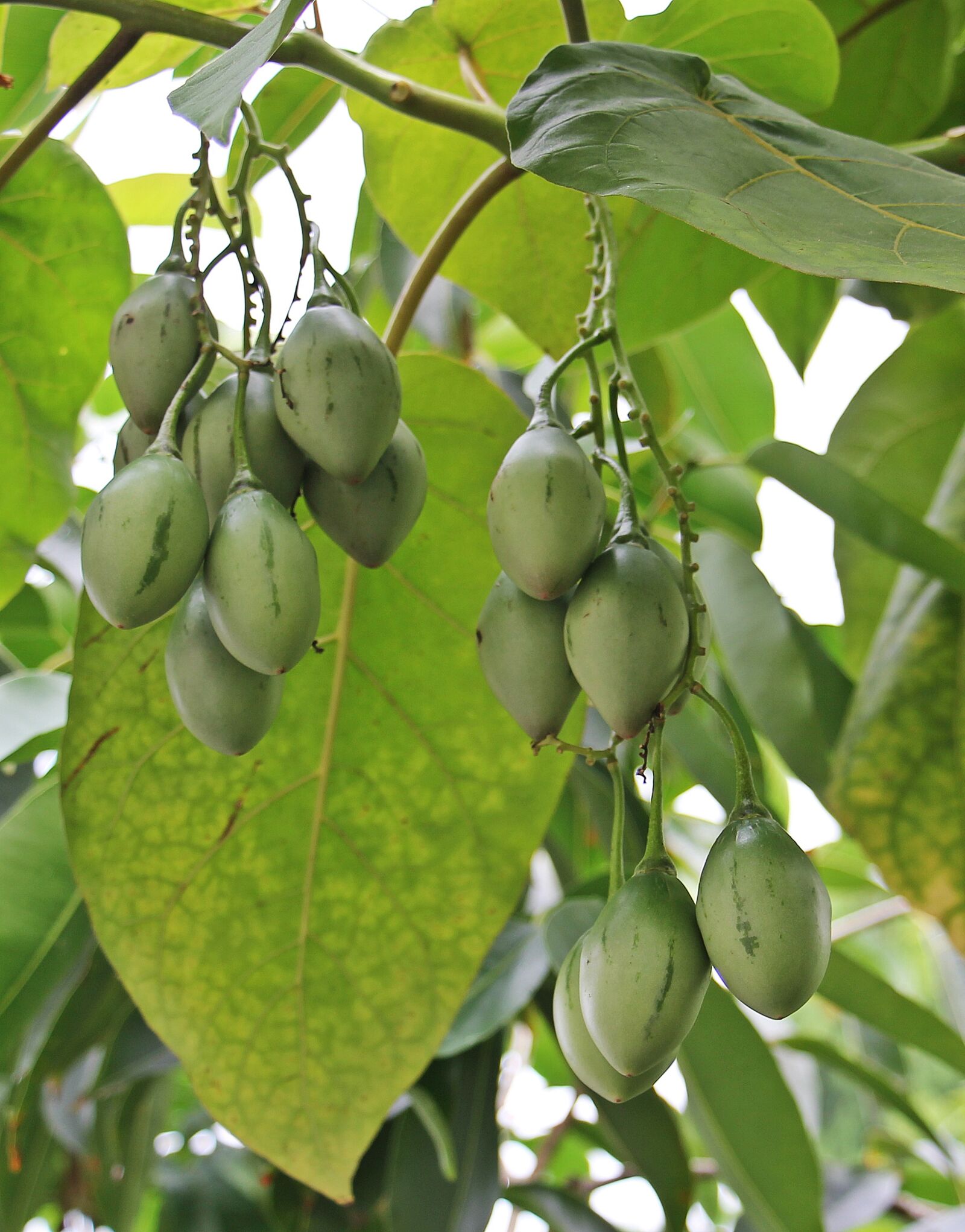 Canon EOS 550D (EOS Rebel T2i / EOS Kiss X4) sample photo. Tree fruits, tree, nature photography