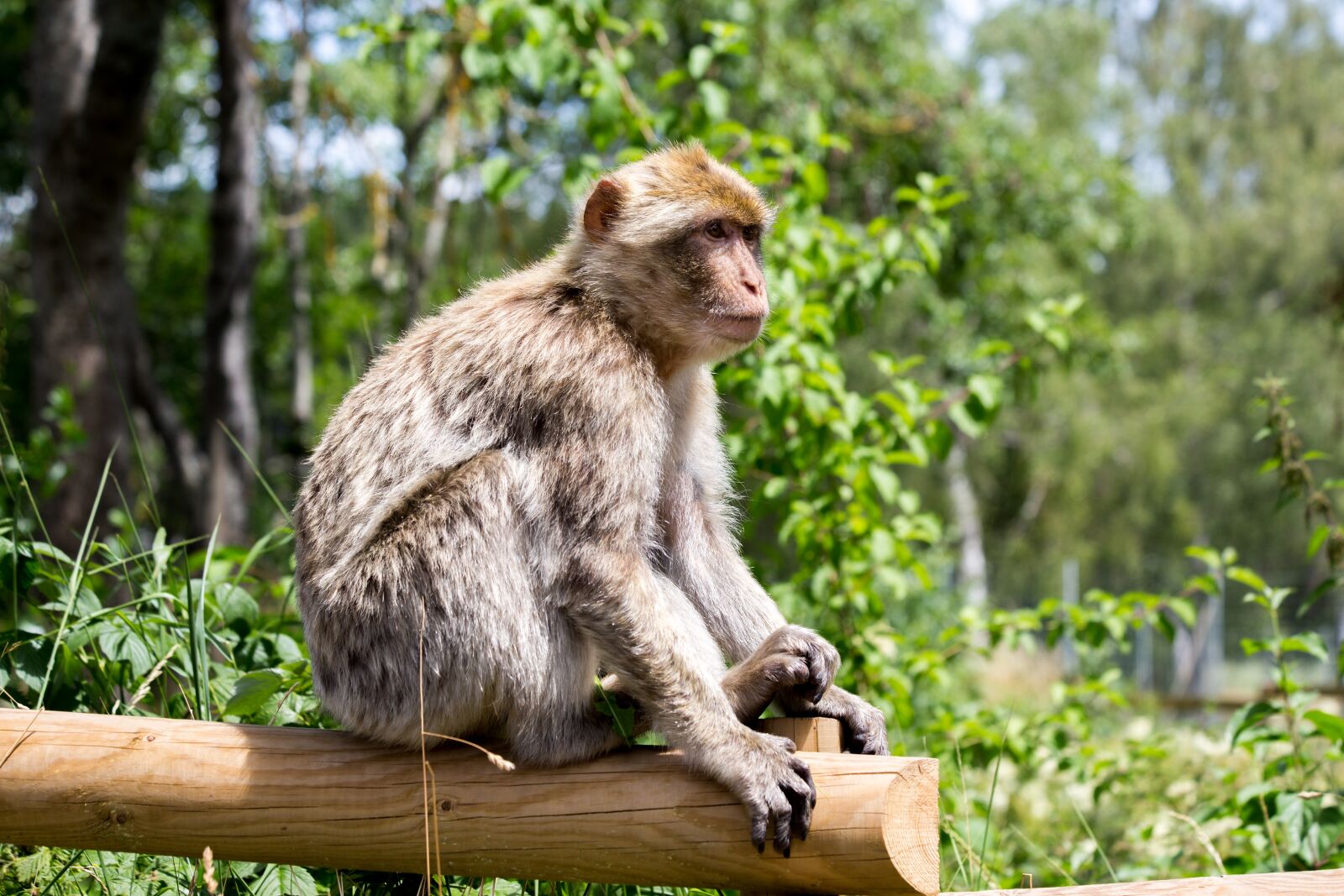 Canon EOS 6D + Canon EF 70-300mm F4-5.6 IS USM sample photo. Barbary ape, monkey, zoo photography