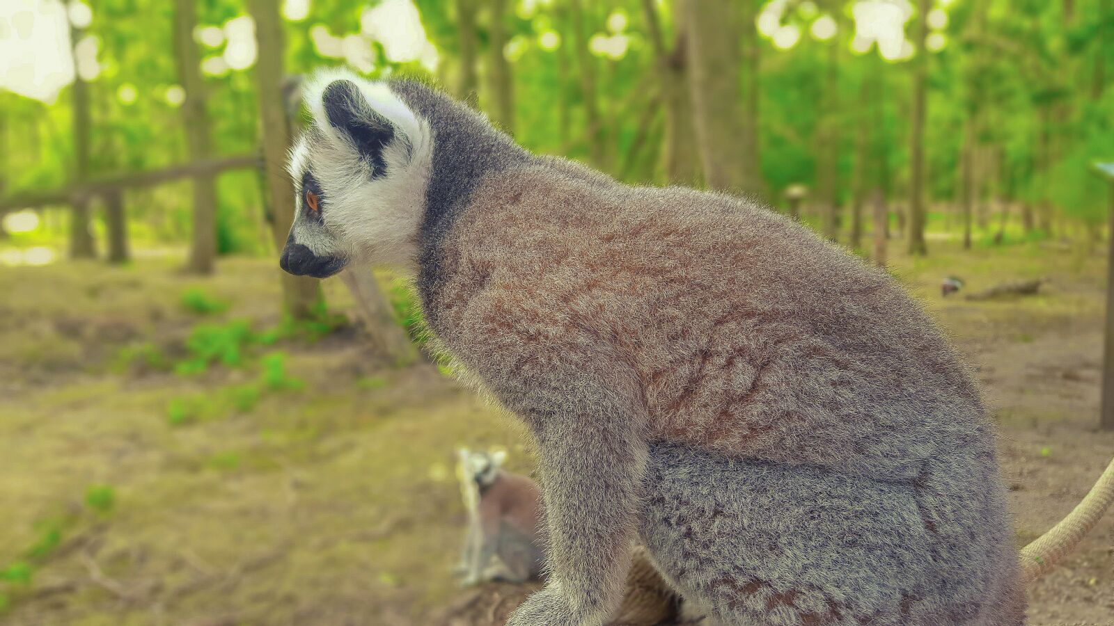 Samsung Galaxy S6 sample photo. Maki, monkey, lemurs photography