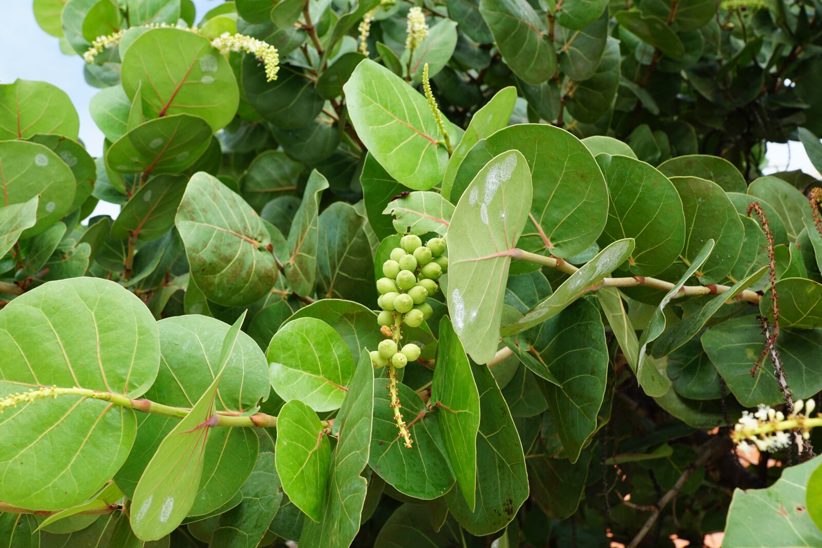 Sony DT 16-50mm F2.8 SSM sample photo. Seetraube, fruit, caribbean photography