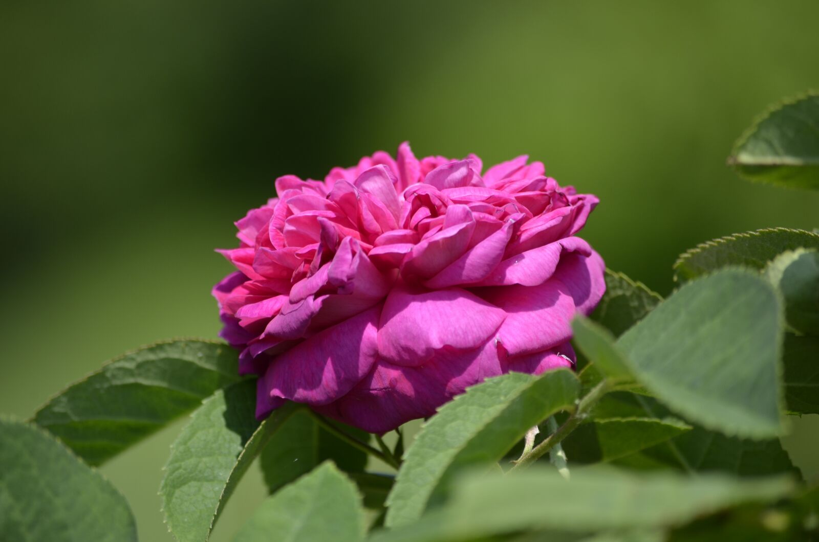 Nikon D5100 sample photo. Rose, flower, summer photography