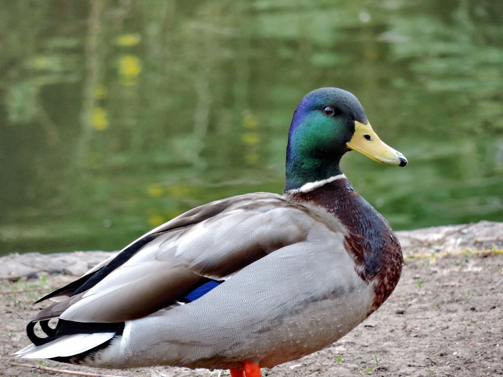 Nikon Coolpix P520 sample photo. Duck, wildlife, feather, waterfowl photography