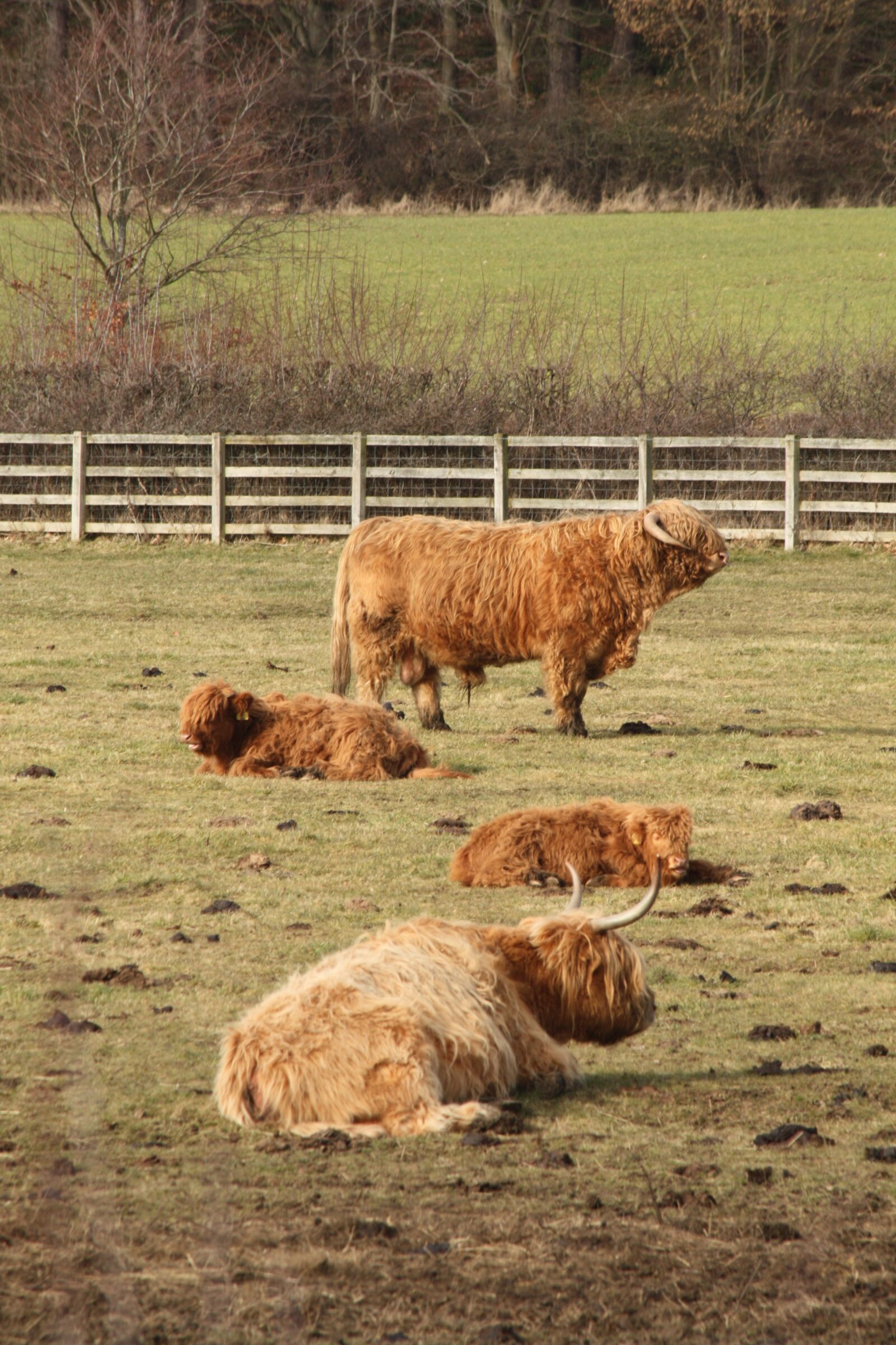 Canon EOS 450D (EOS Rebel XSi / EOS Kiss X2) sample photo. Highland cattle, hairy, field photography
