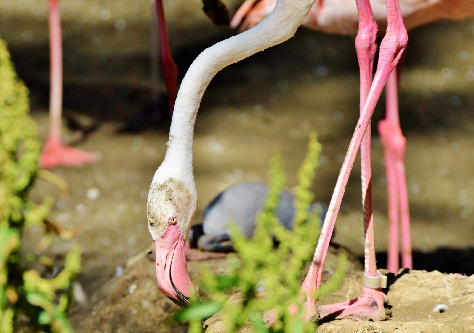Nikon D3200 sample photo. Flamingo, bird, pink photography