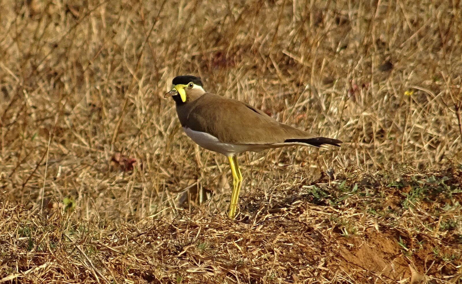Sony DSC-HX60V sample photo. Bird, yellow-wattled lapwing, vanellus photography