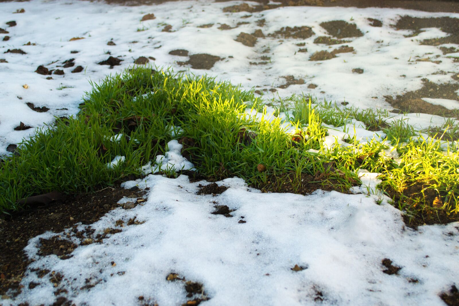 Nikon D3100 sample photo. Snow, grass, spring photography