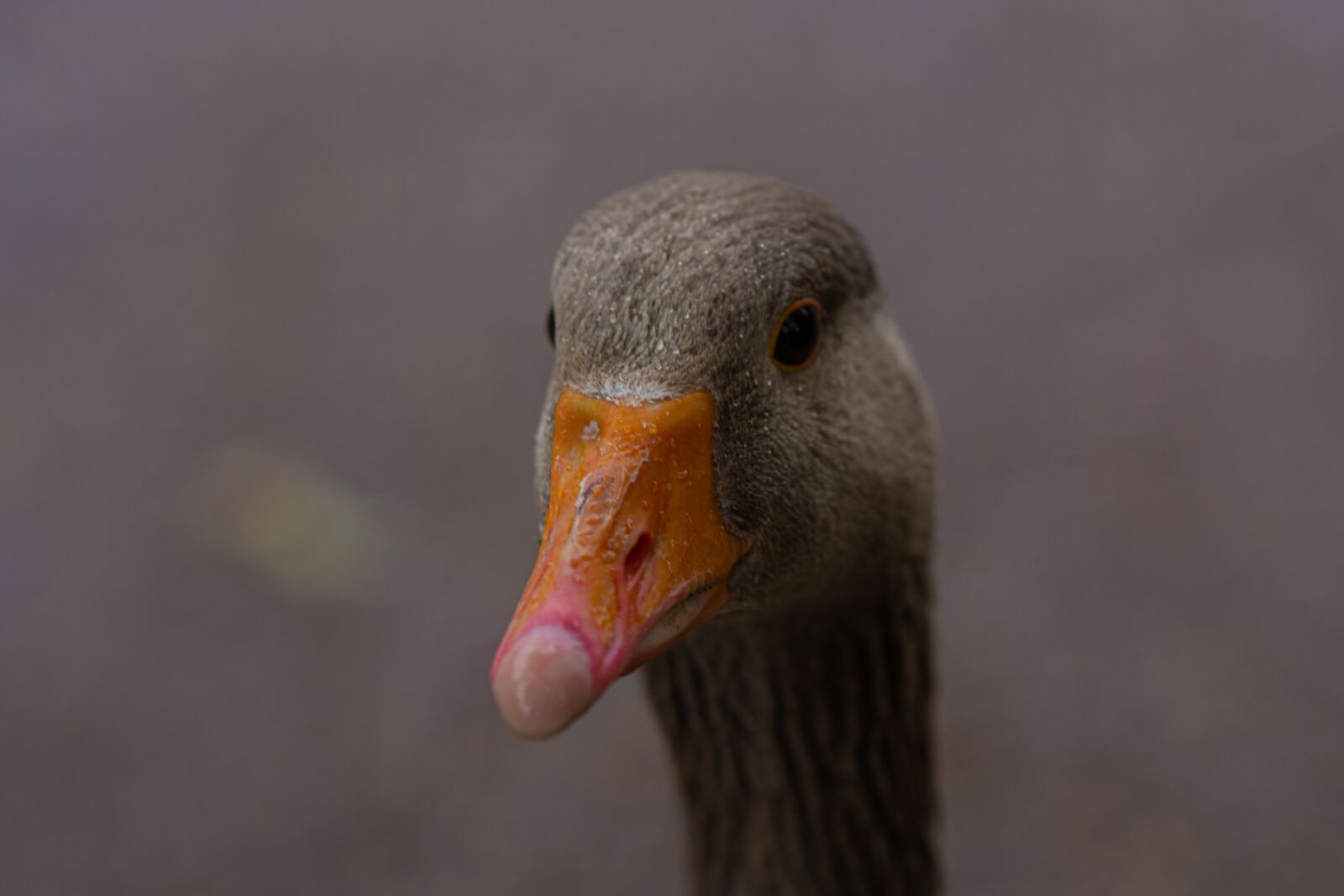 Nikon D7200 sample photo. Duck, portrait, close up photography