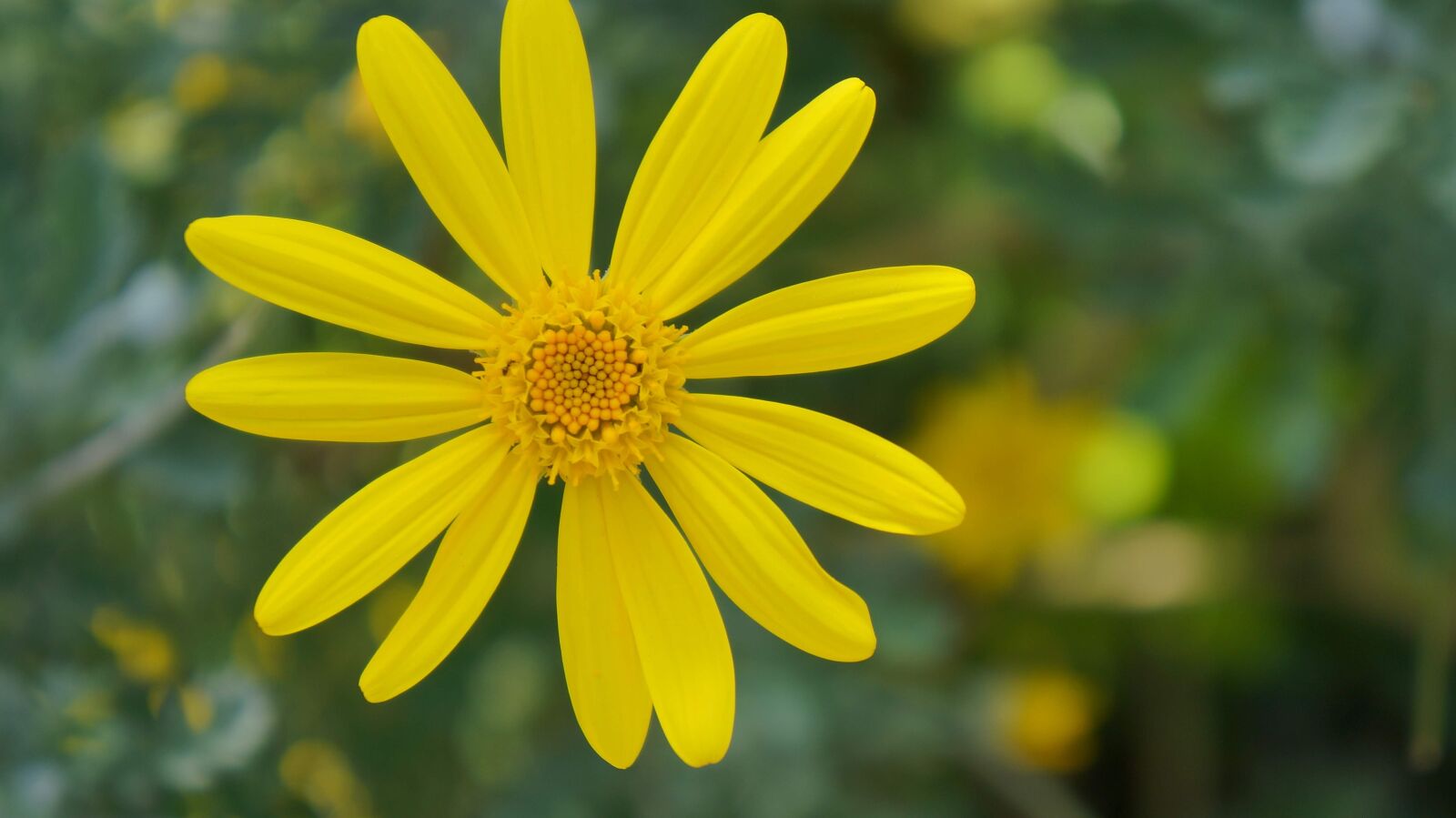 Sony Alpha NEX-5T sample photo. Yellow, flower, nature photography