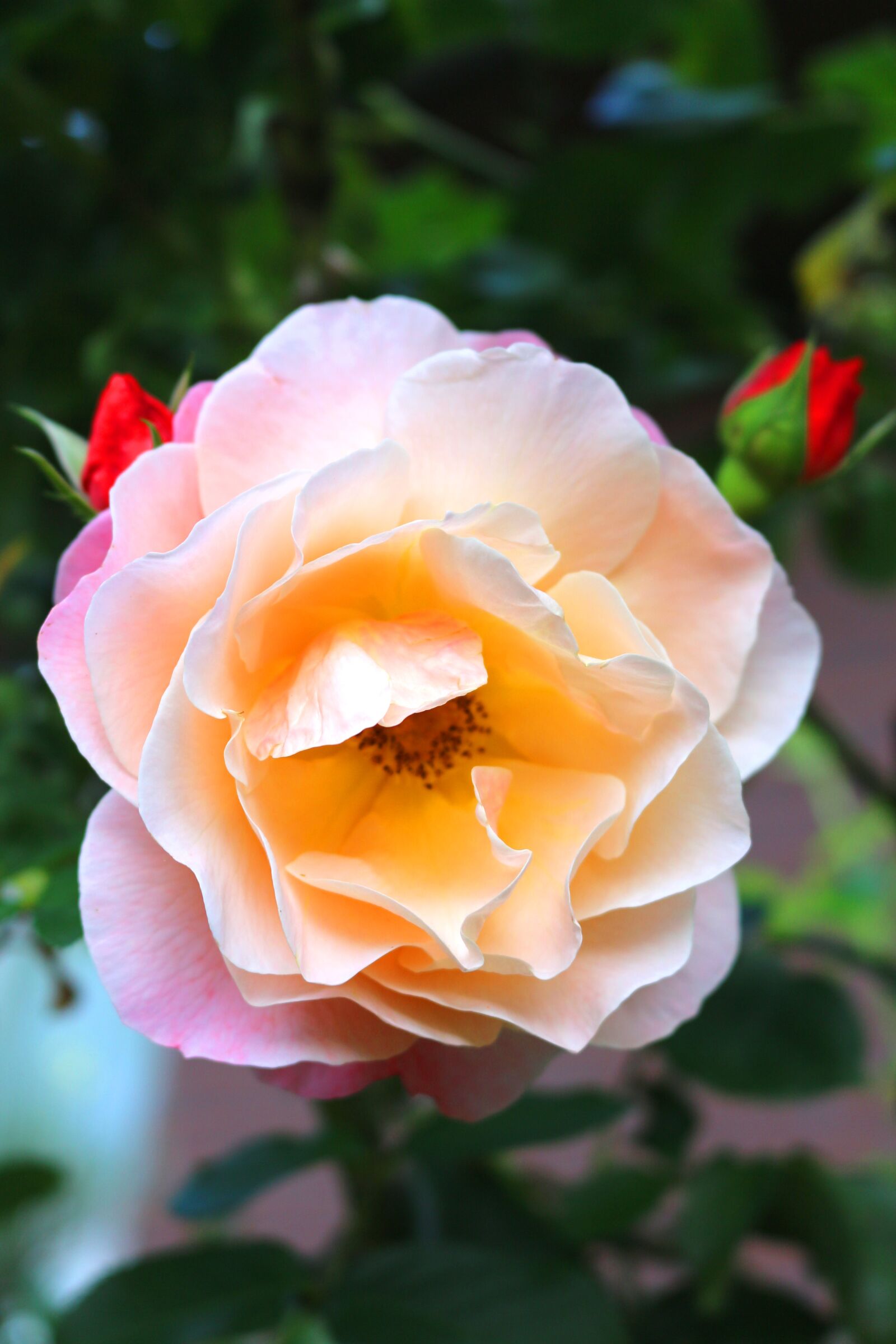 Canon EOS 700D (EOS Rebel T5i / EOS Kiss X7i) sample photo. Rose, rose bloom, pink photography