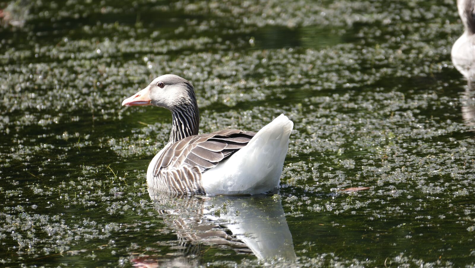Panasonic Lumix DMC-FZ1000 sample photo. City park, kassel, karlsaue photography