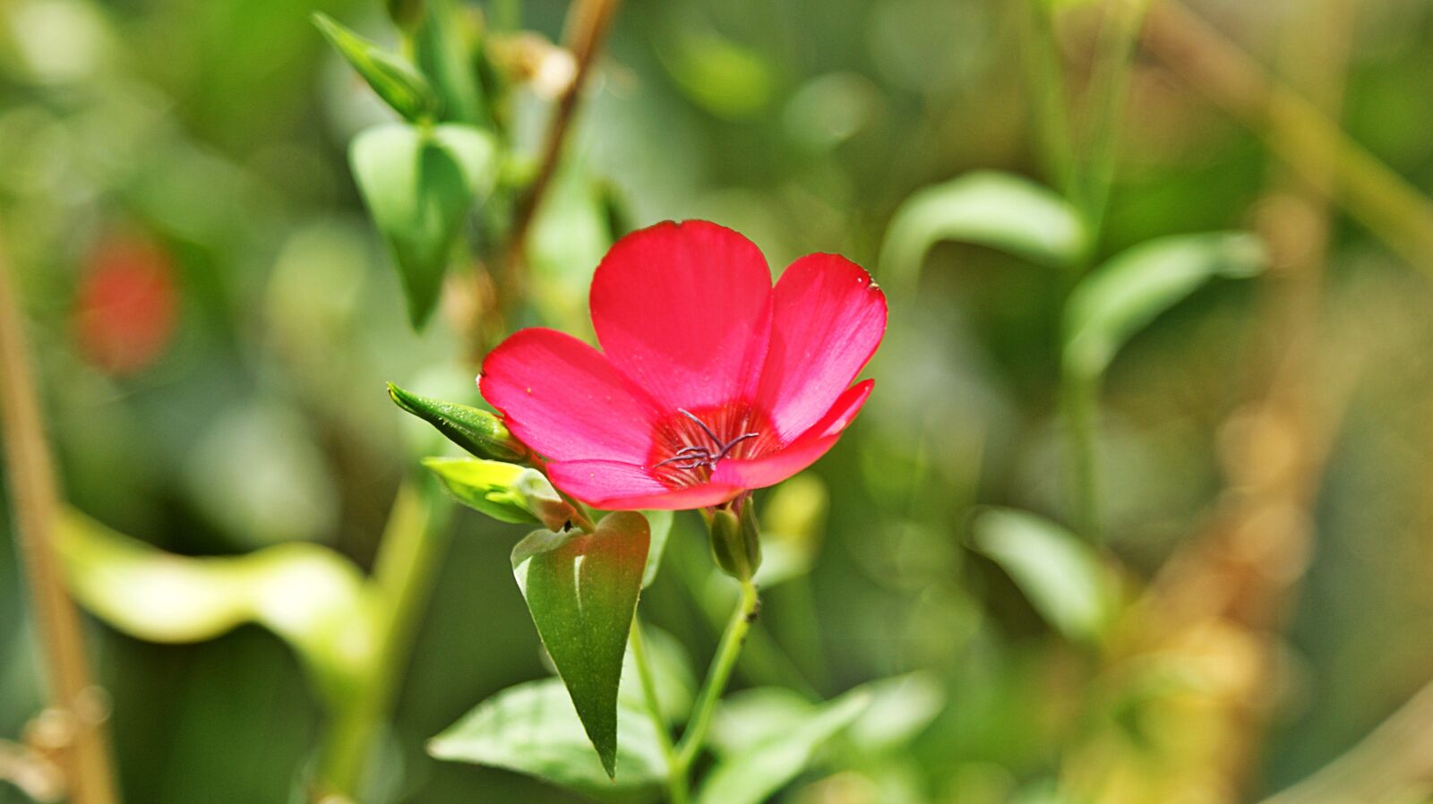 Sony Alpha DSLR-A350 sample photo. Red, flower, macro photography